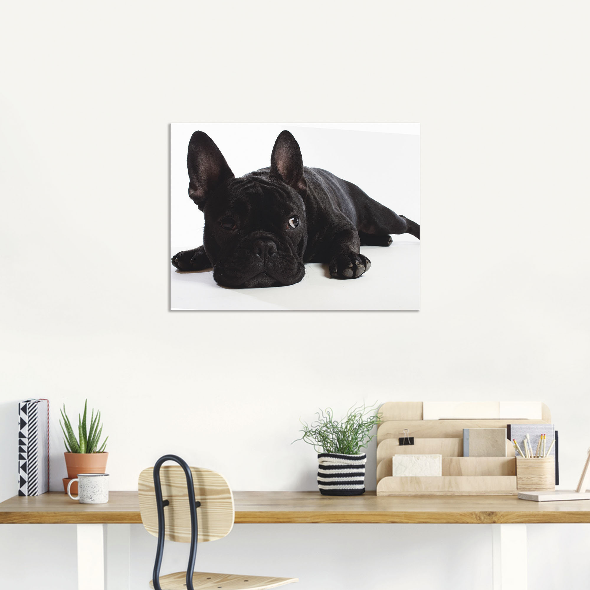 Artland Wandbild »Bulldogge«, Haustiere, (1 St.), als Alubild, Outdoorbild, günstig online kaufen