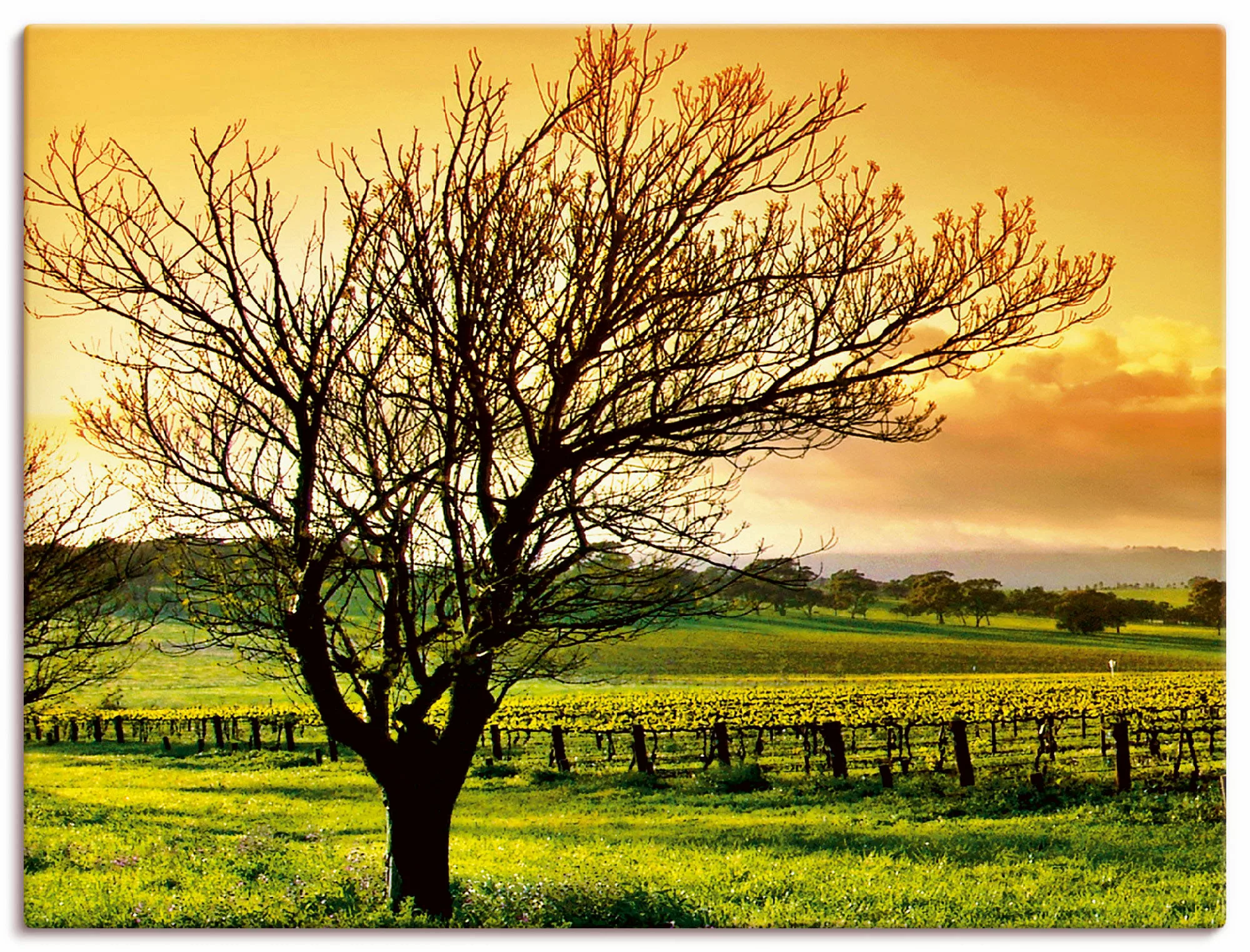 Artland Leinwandbild "Landschaft mit Weinbergen", Felder, (1 St.), auf Keil günstig online kaufen