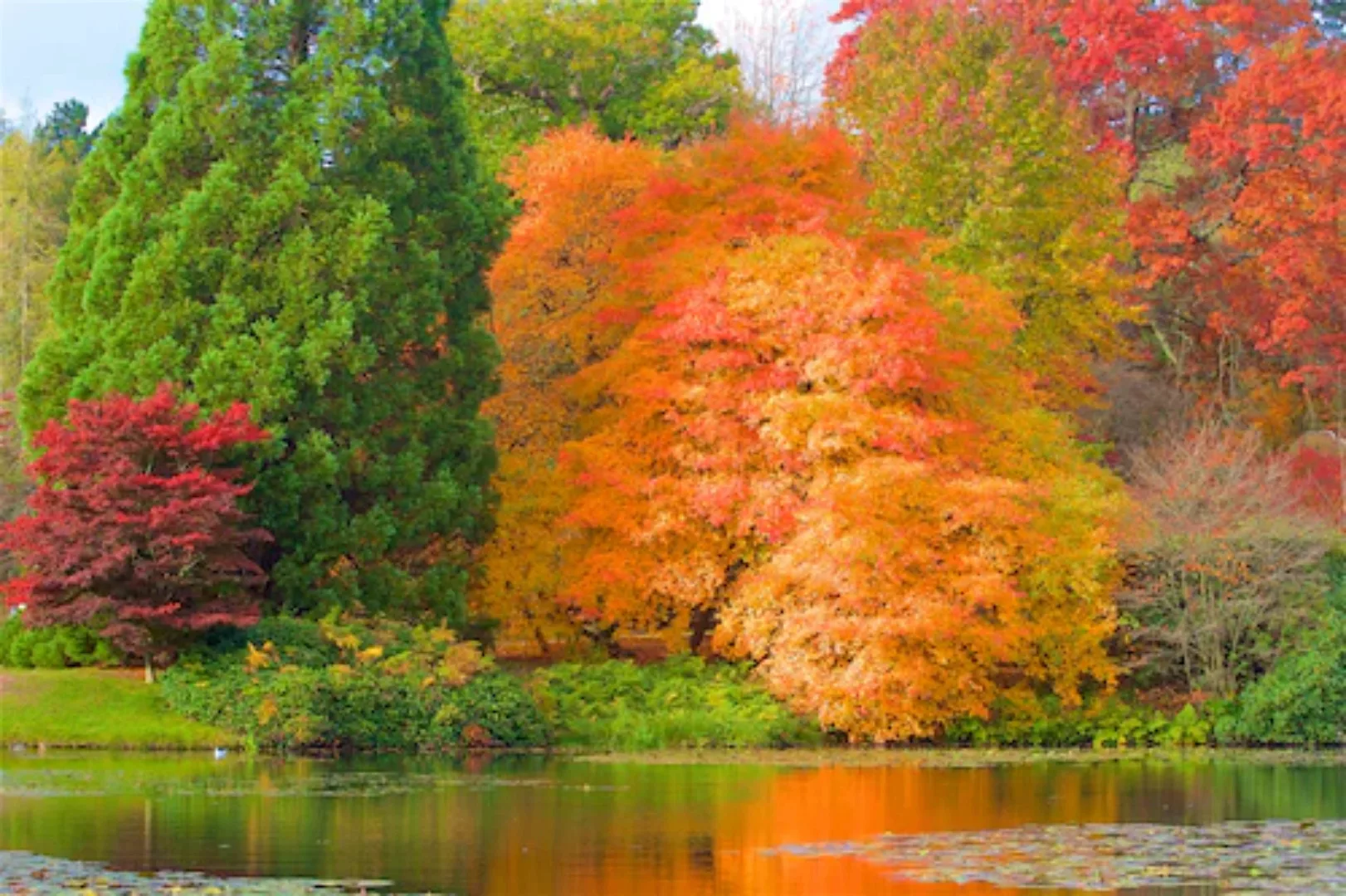 Papermoon Fototapete »HERBST-WALD-BAUM FLUSS BLUMEN NATUR PFLANZE SONNE WIE günstig online kaufen