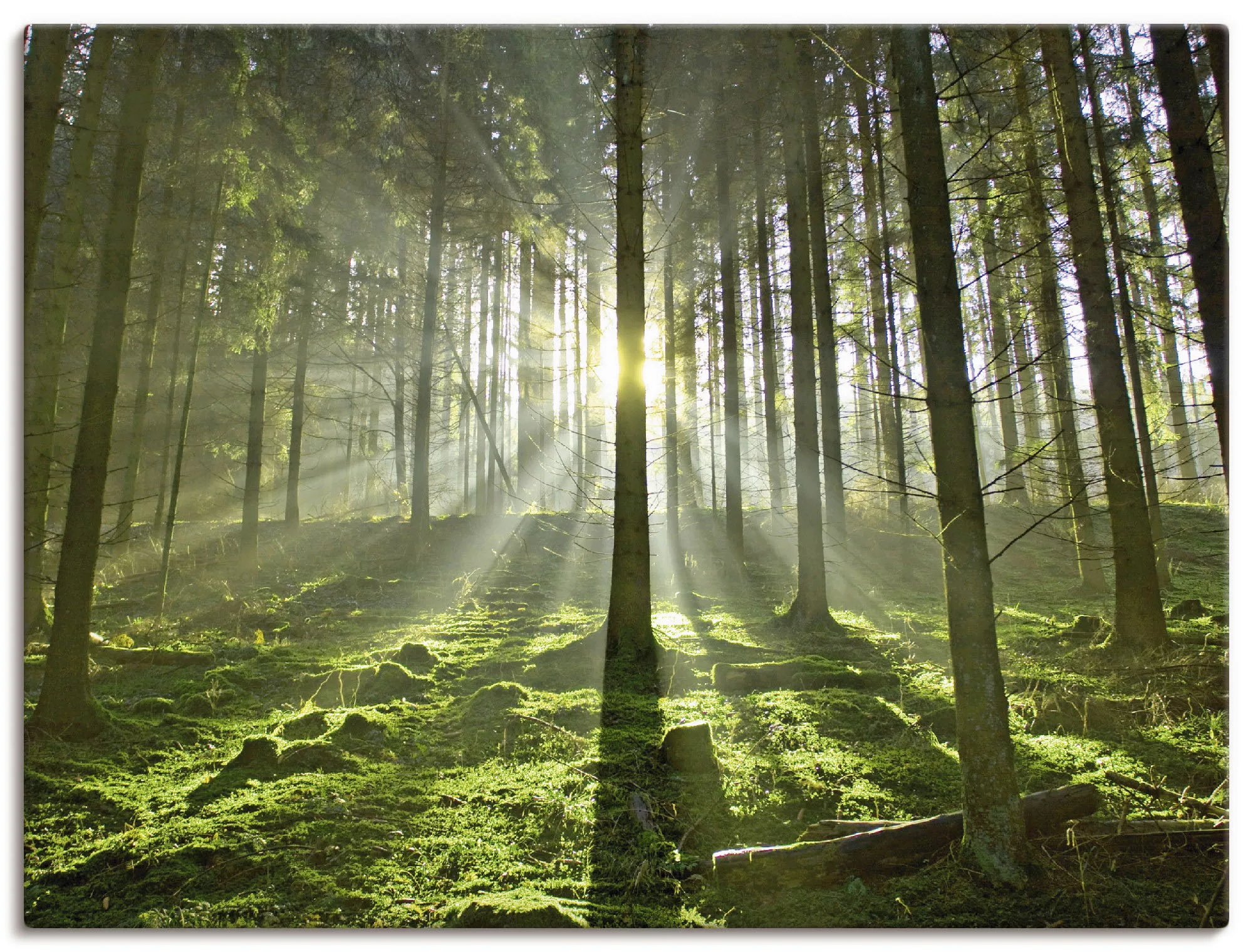 Artland Wandbild »Wald im Gegenlicht«, Wald, (1 St.), als Leinwandbild, Pos günstig online kaufen