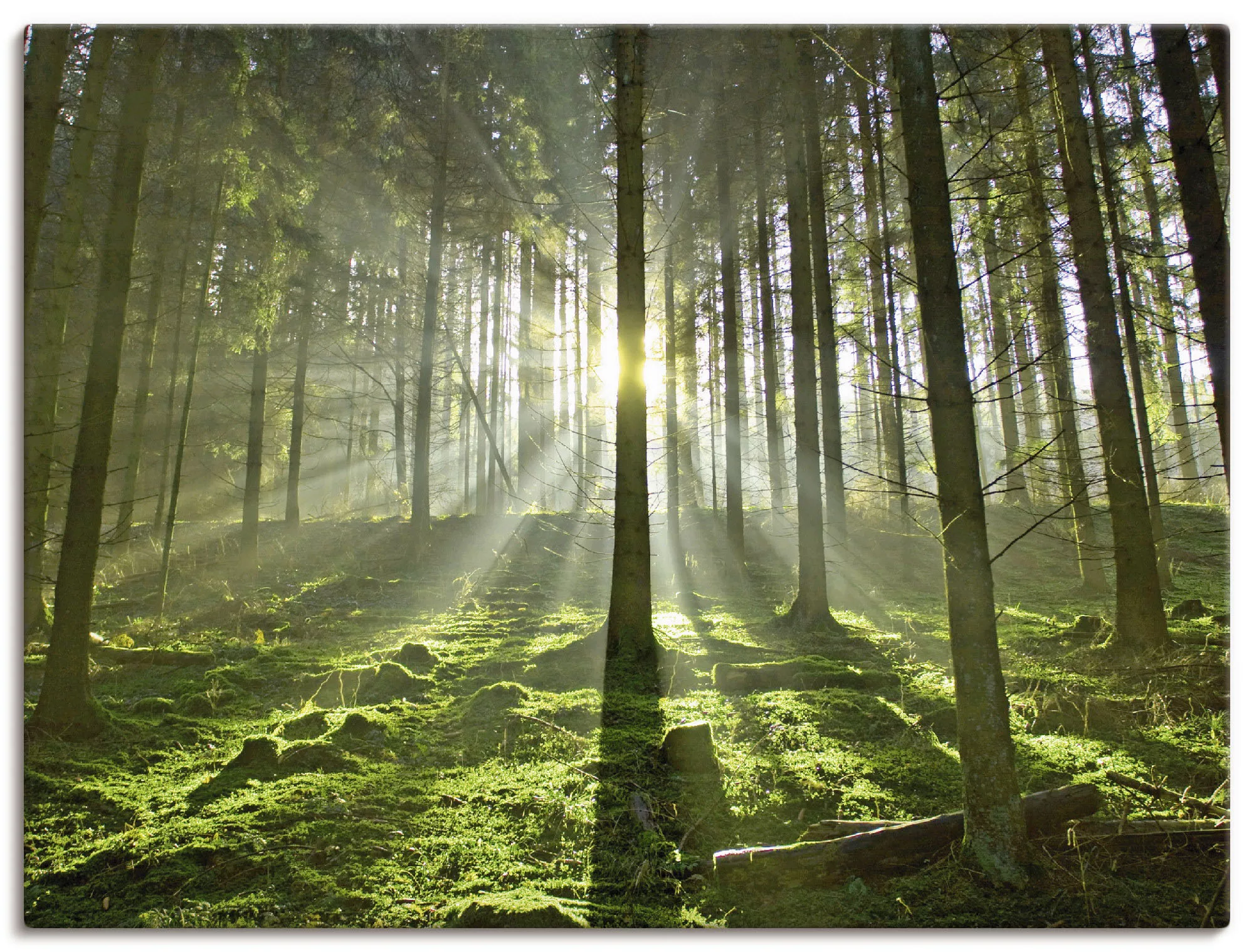 Artland Wandbild "Wald im Gegenlicht", Wald, (1 St.), als Leinwandbild, Pos günstig online kaufen