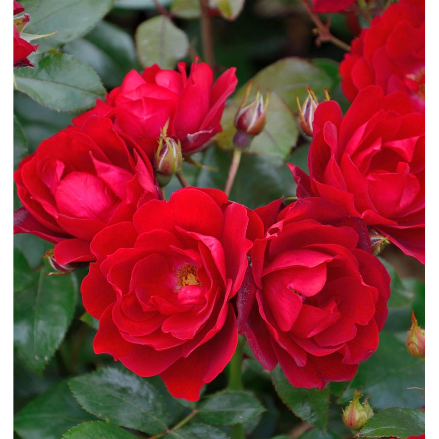 Floribundarose Milano 30-60cm günstig online kaufen