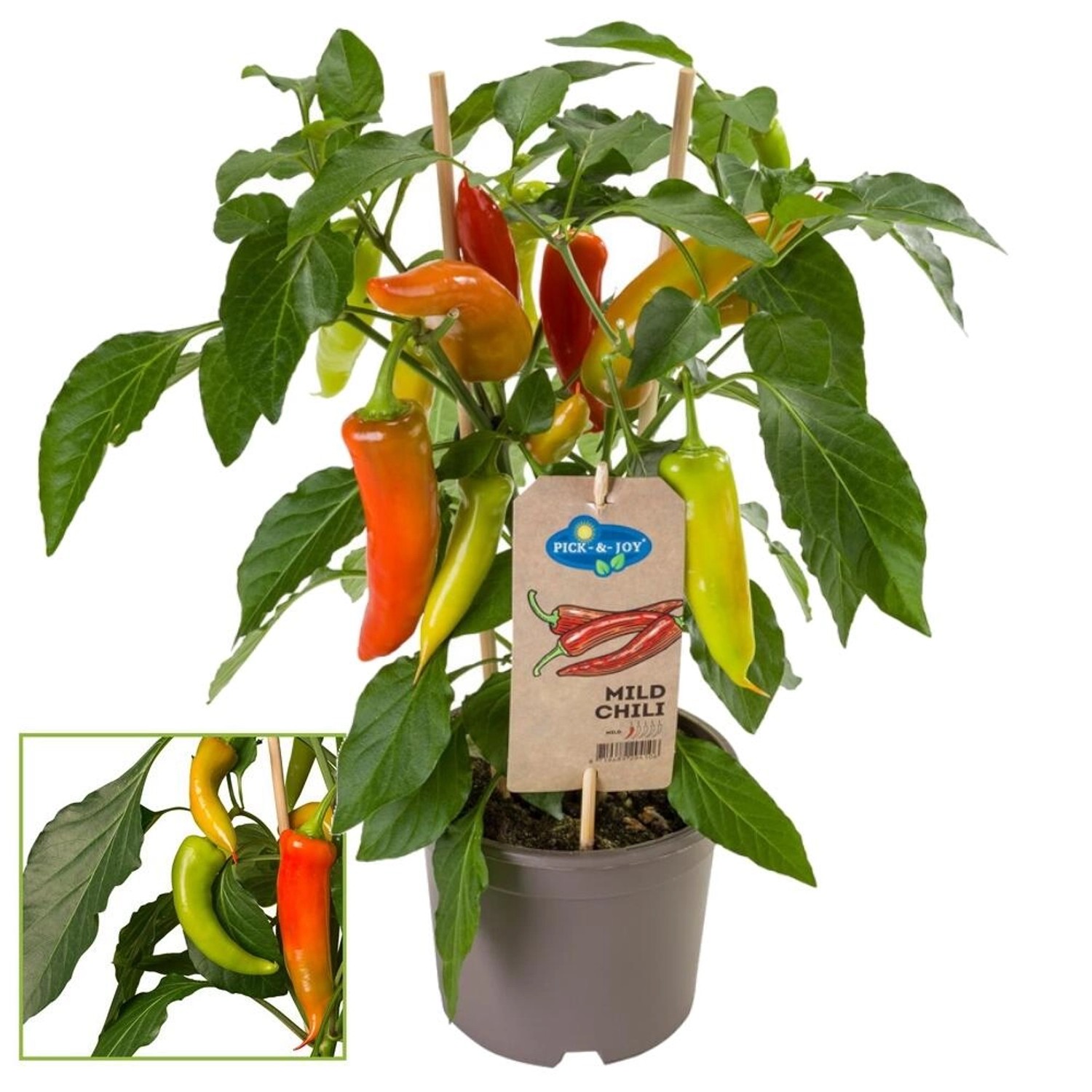 Exotenherz Chilipflanze Mild Peperoni Pfefferstrauch für Balkon und Garten günstig online kaufen