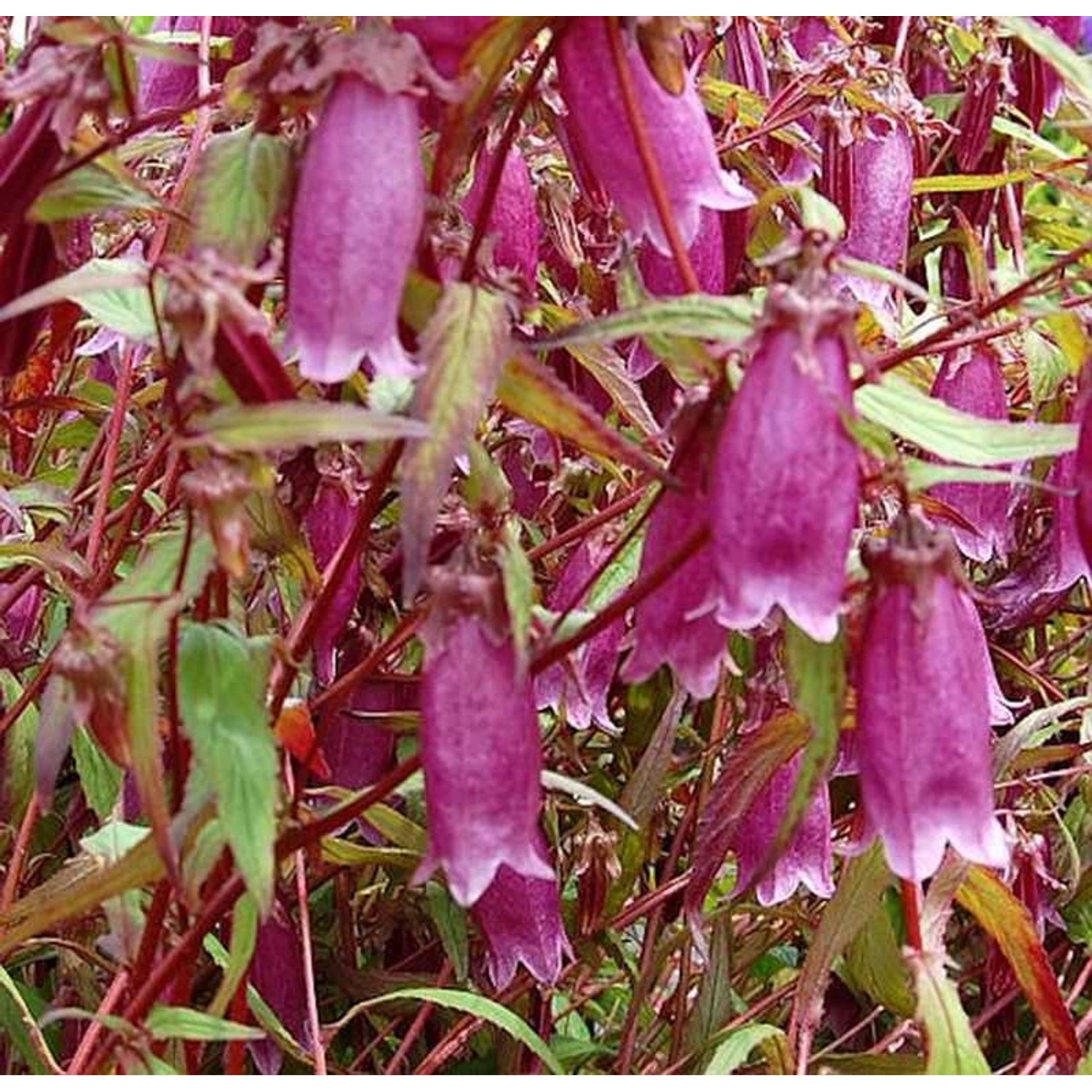 Punktierte Glockenblume Beetroot - Campanula punctata günstig online kaufen