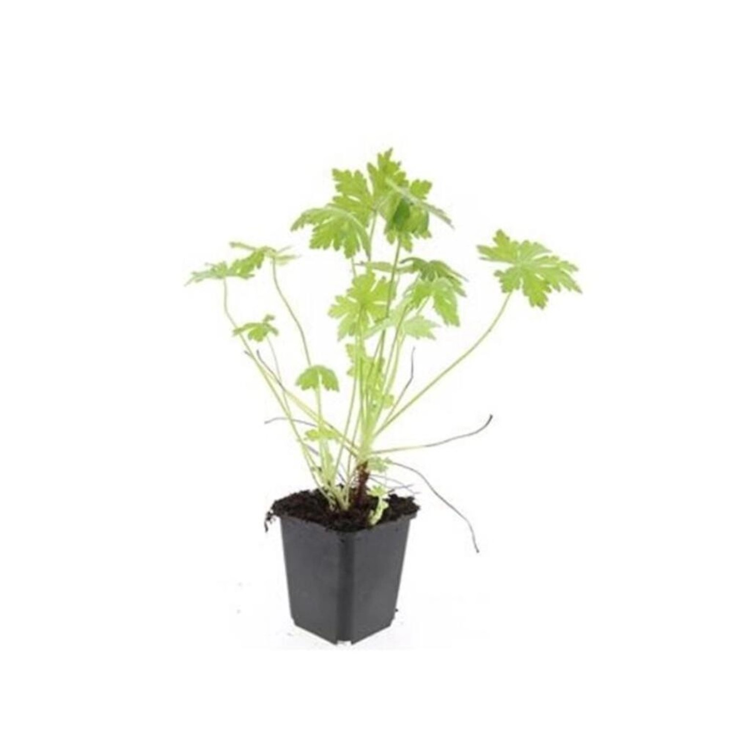 Exotenherz Bodendecker Südeuropäischer Felsen Storchschnabel Geranium Macro günstig online kaufen