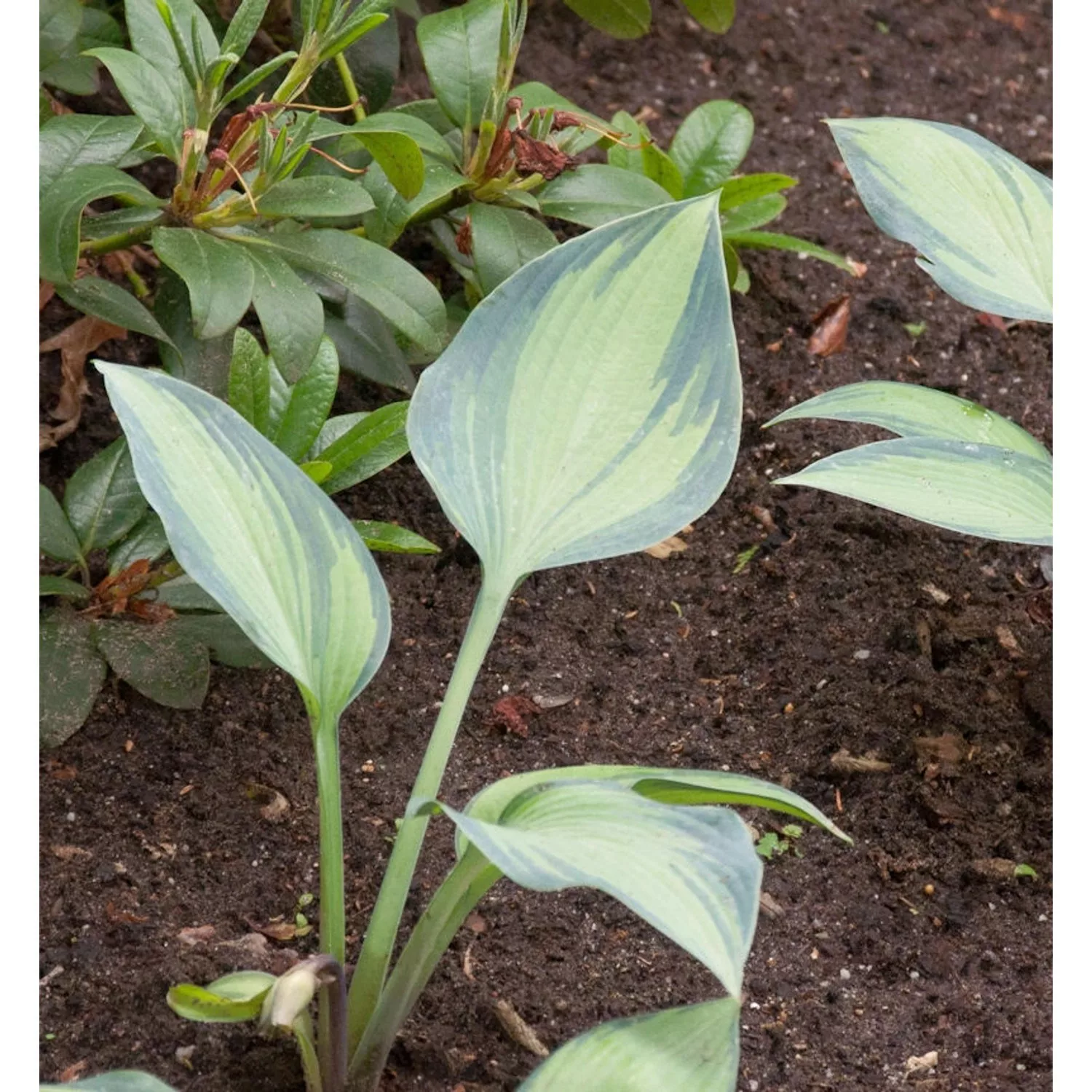 Funkie Captain Kirk - Hosta cultorum günstig online kaufen