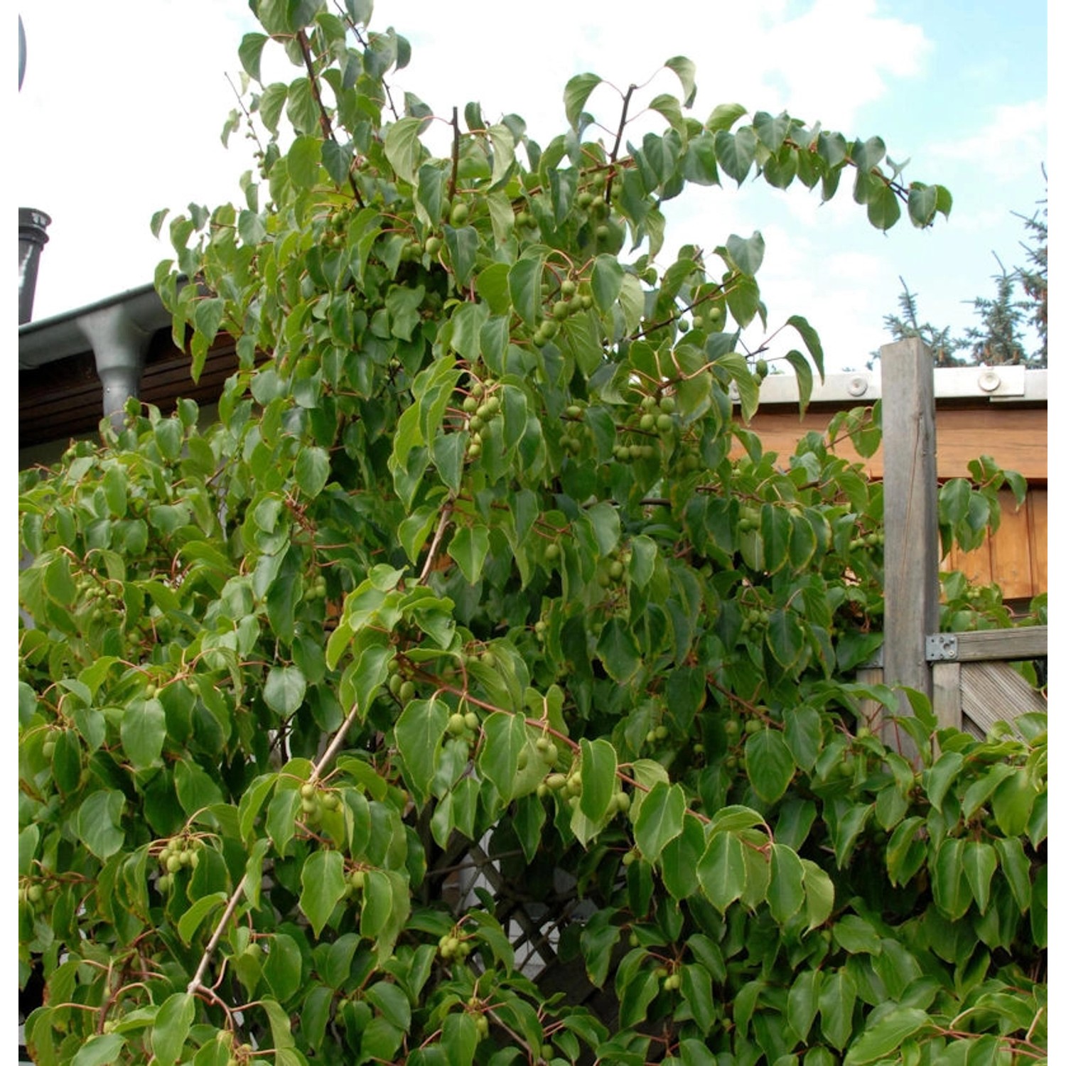 Minikiwi Fresh Jumbo 60-80cm - Actinidia arguta günstig online kaufen