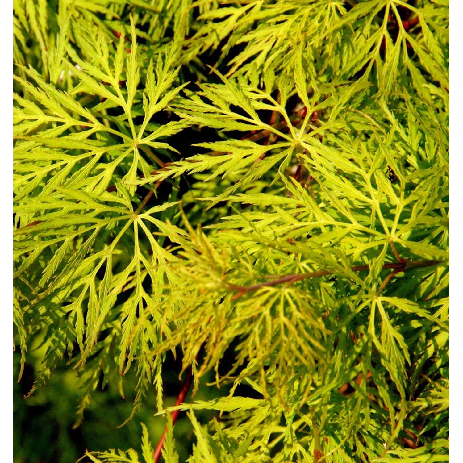 Hochstamm Schlitzfächerahorn Emerald Lace 100-125cm - Acer palmatum günstig online kaufen