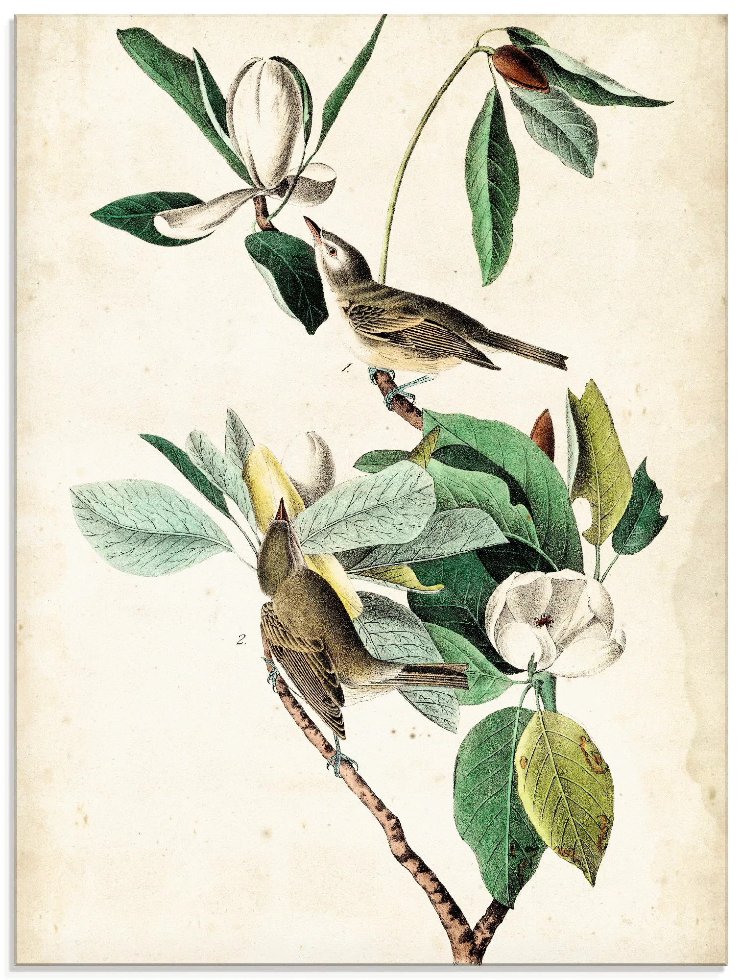 Artland Glasbild "Sängervireo", Vögel, (1 St.), in verschiedenen Größen günstig online kaufen
