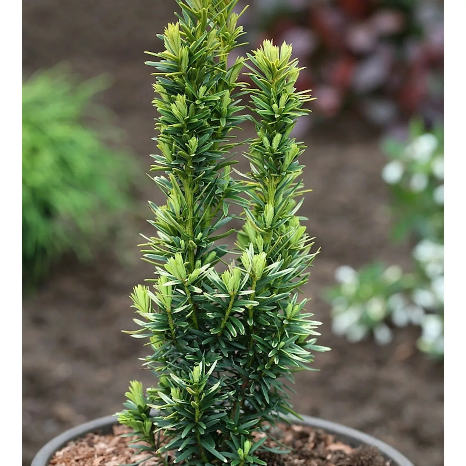 Gelbe Säulen Eibe David 70-80cm - Taxus baccata günstig online kaufen