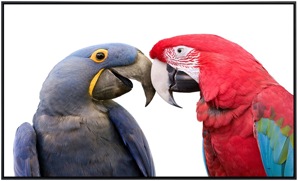 Papermoon Infrarotheizung »Liebesvögel«, sehr angenehme Strahlungswärme günstig online kaufen