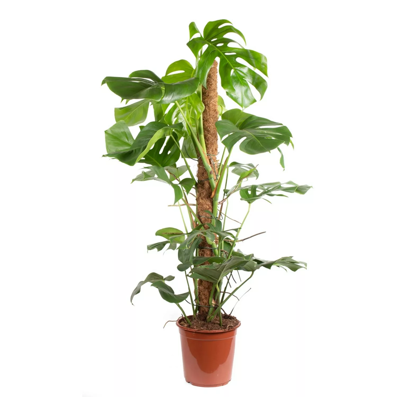 Monstera Pertusum XL inkl. Stab Zimmerpflanze Höhe ca. 100-110 cm Topf-ø 24 günstig online kaufen