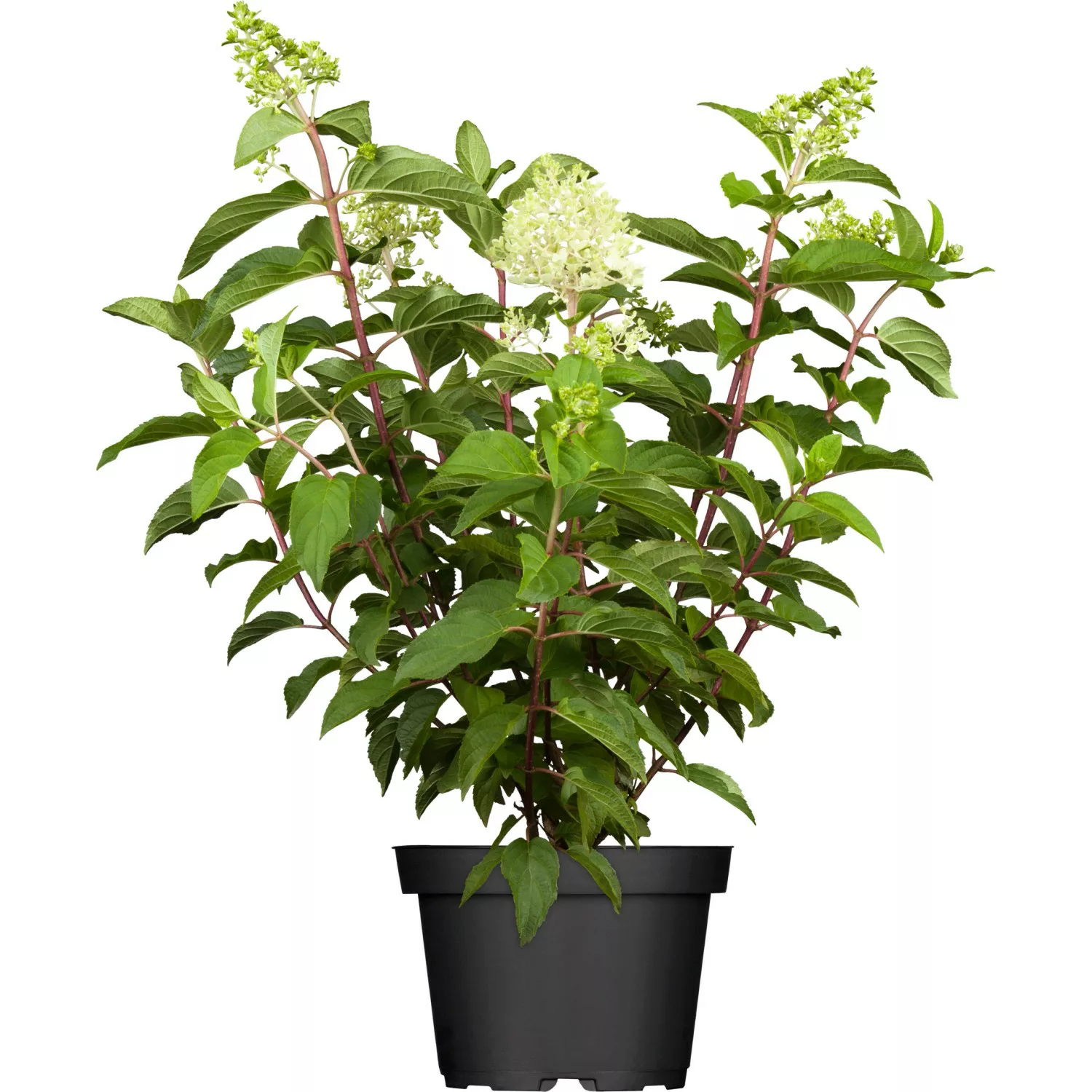 Rispenhortensie Sundae Fraise  Weiß Höhe ca. 40 - 60 cm Topf-Ø ca. 5 l günstig online kaufen