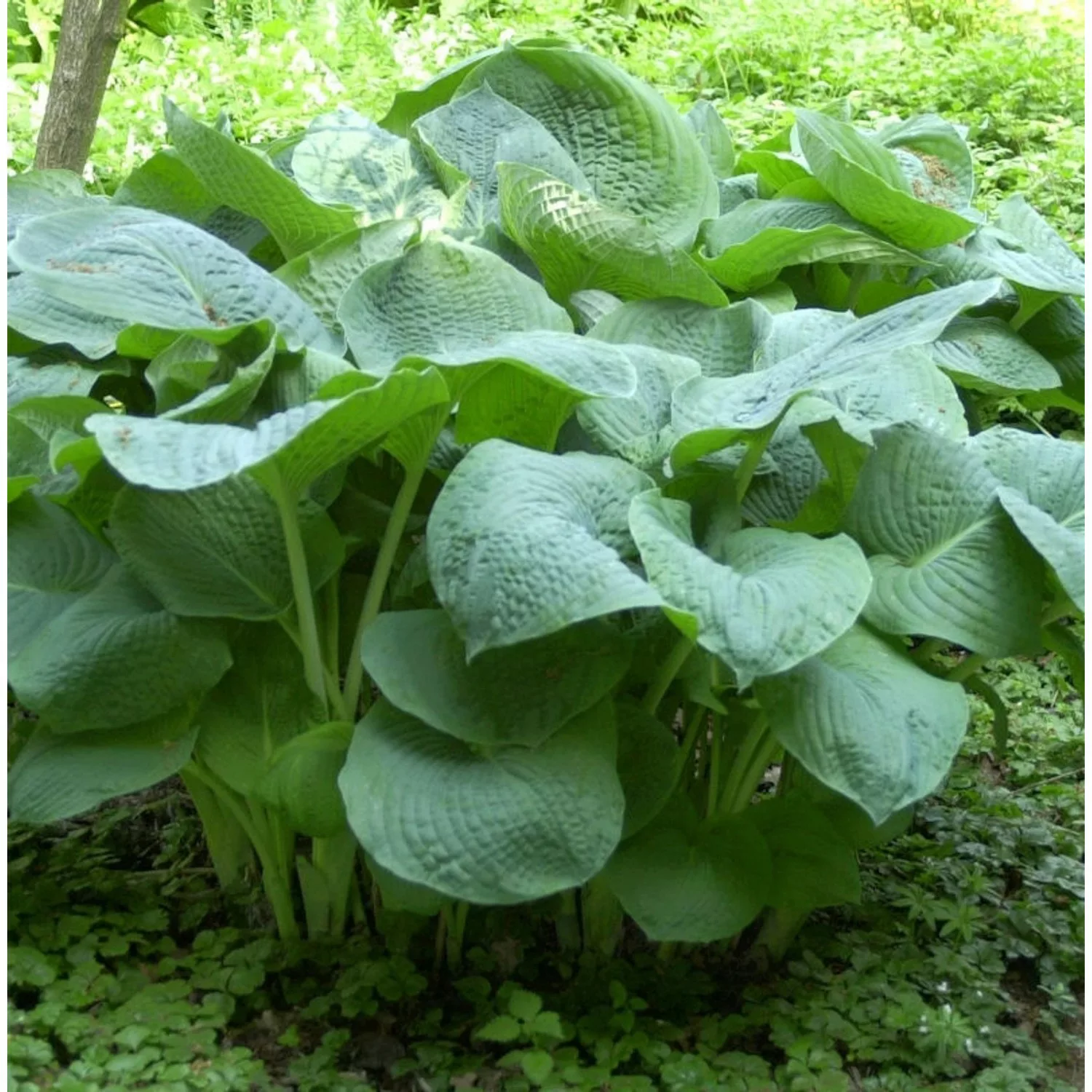 Grünblattfunkie Elegans - Hosta sieboldiana günstig online kaufen