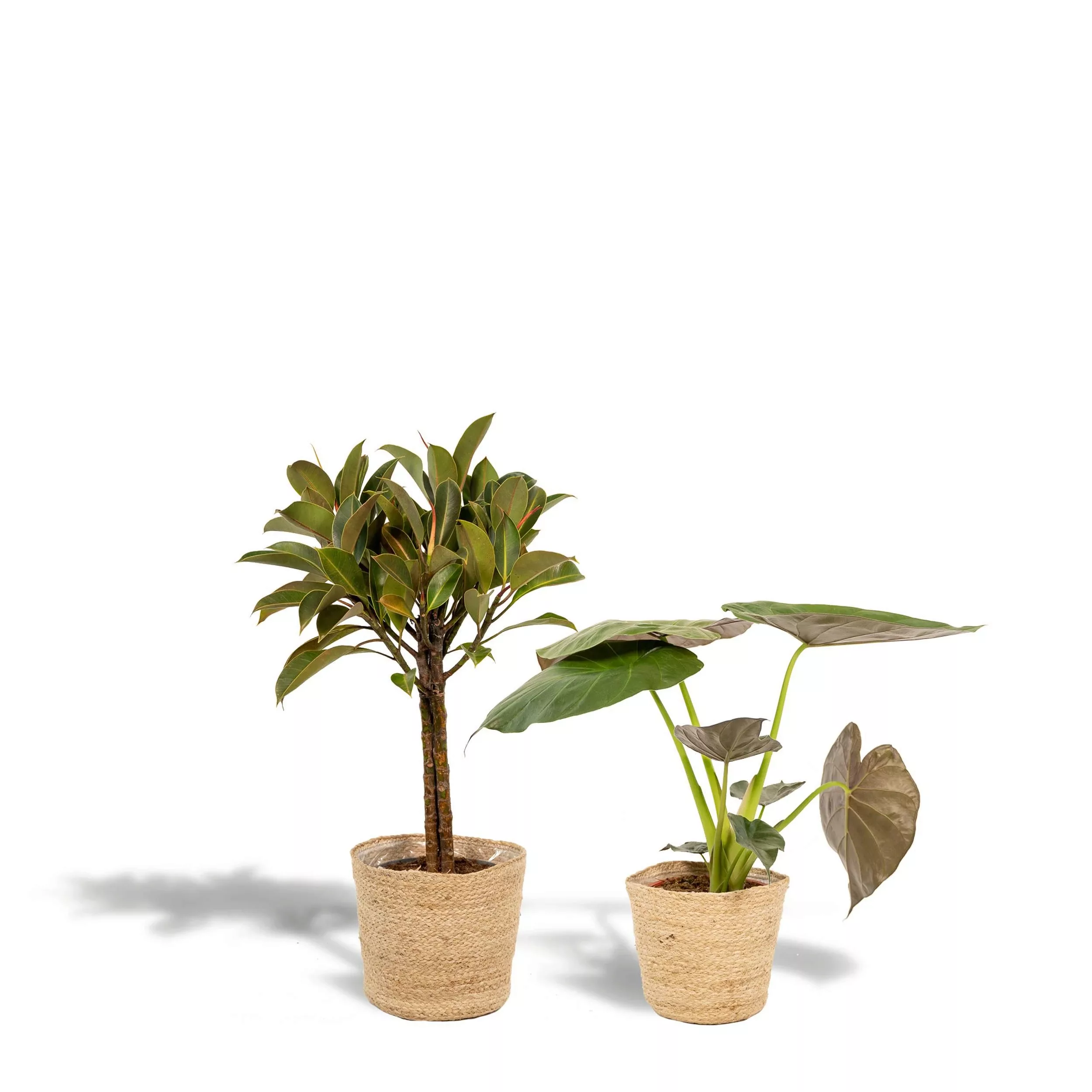 Hello Plants | Set mit 2 Zimmerpflanzen im Korb – Ficus Elastica Melany & A günstig online kaufen