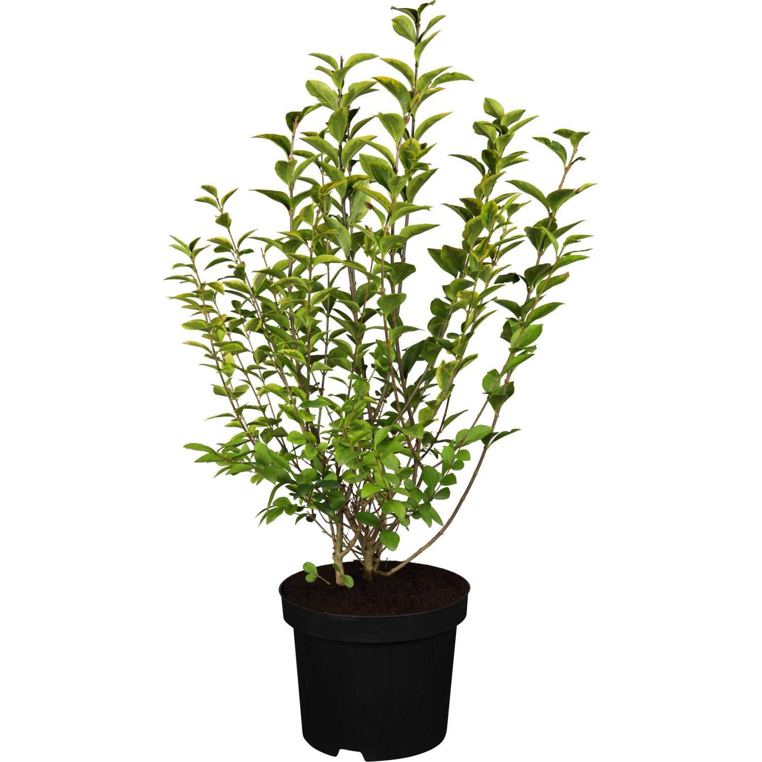 GROW by OBI Ovalblättriger Liguster Ligustrum ovalifolium günstig online kaufen