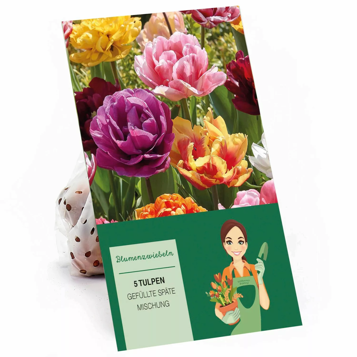 Pfingstrosen-Tulpe Mischung 5 Stück Tulipa günstig online kaufen