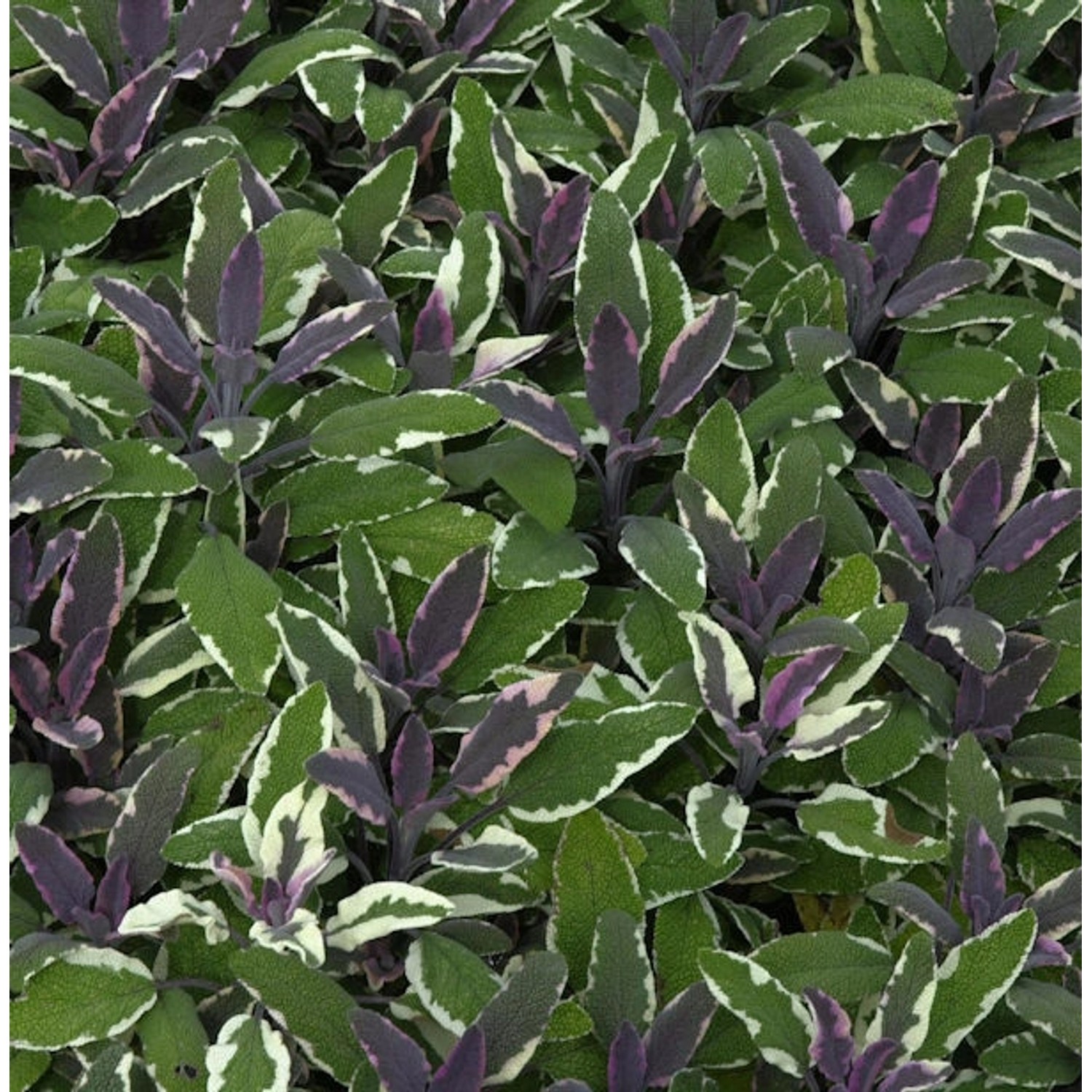 Echter Salbei Tricolor - Salvia officinalis günstig online kaufen