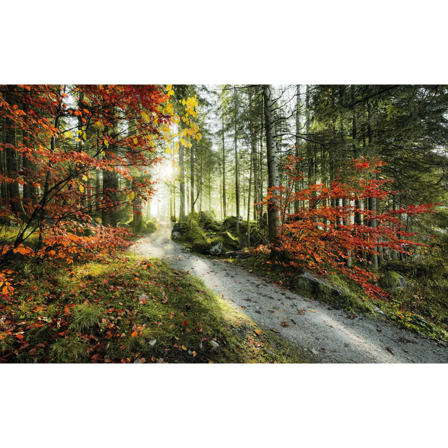 KOMAR Vlies Fototapete - Feuerzungen - Größe 450 x 280 cm mehrfarbig günstig online kaufen