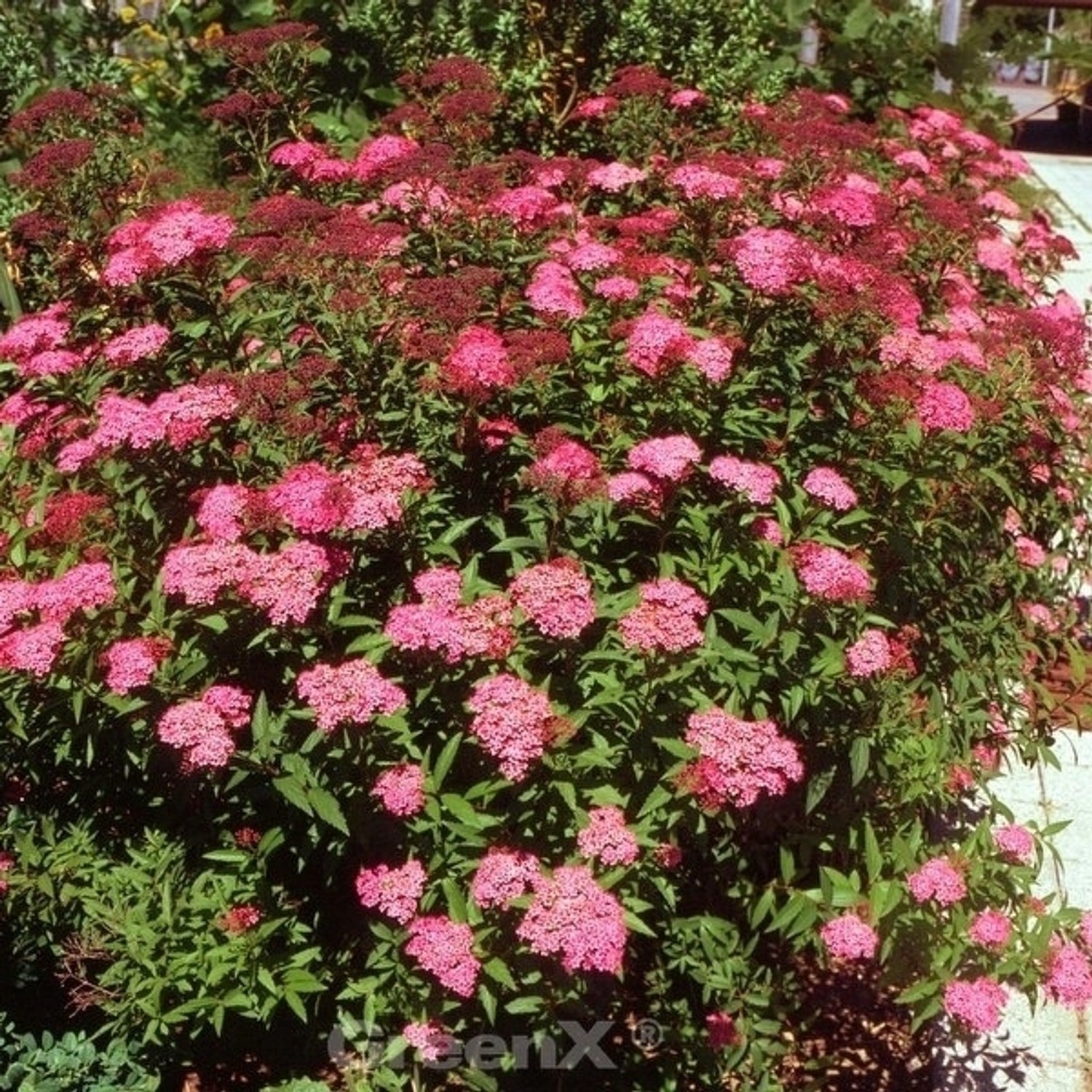 Roter Sommerspierstrauch Darts Red 15-20cm - Spiraea japonica günstig online kaufen