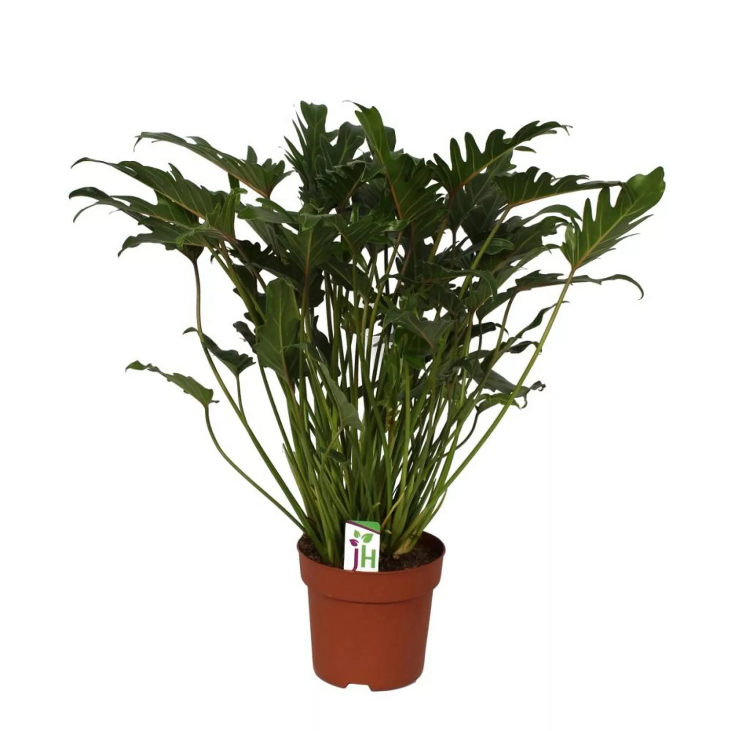 Exotenherz Philodendron Xanadu im 21cm Topf Gesamthöhe ca. 65cm günstig online kaufen