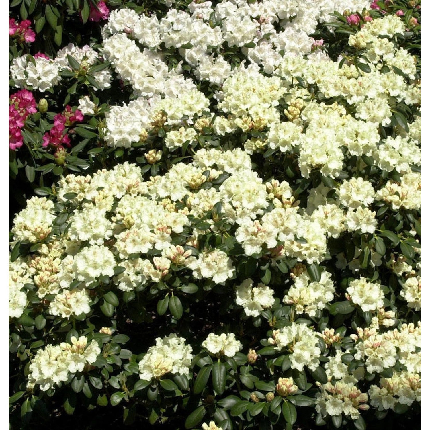 Rhododendron Millenium Gold 20-25cm - Alpenrose günstig online kaufen