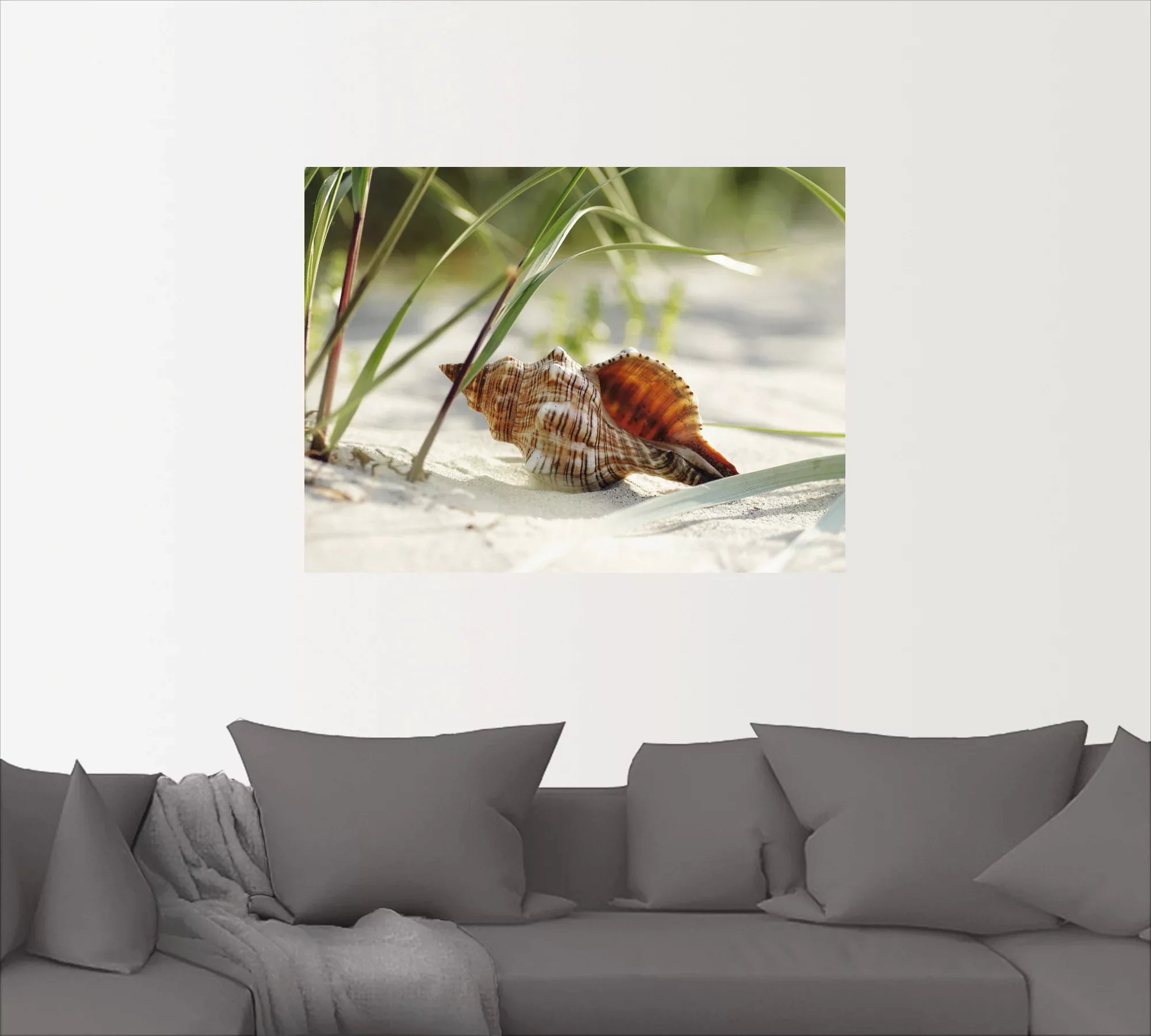 Artland Wandbild »Große Muschel am Strand«, Wassertiere, (1 St.) günstig online kaufen