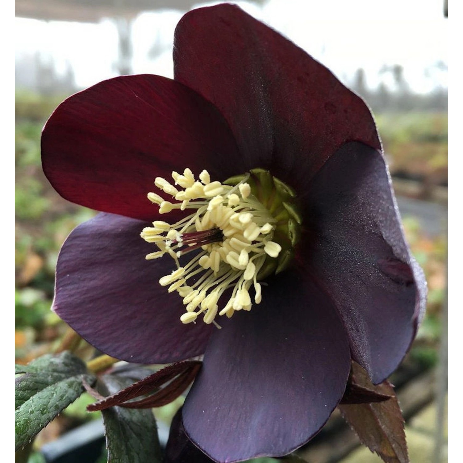 Christrose Lenzrose Ballard - Helleborus orientalis günstig online kaufen