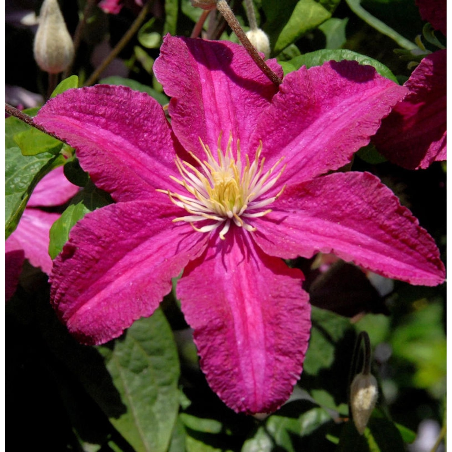 Waldrebe Cardinal Wyszynski 60-80cm - Clematis günstig online kaufen