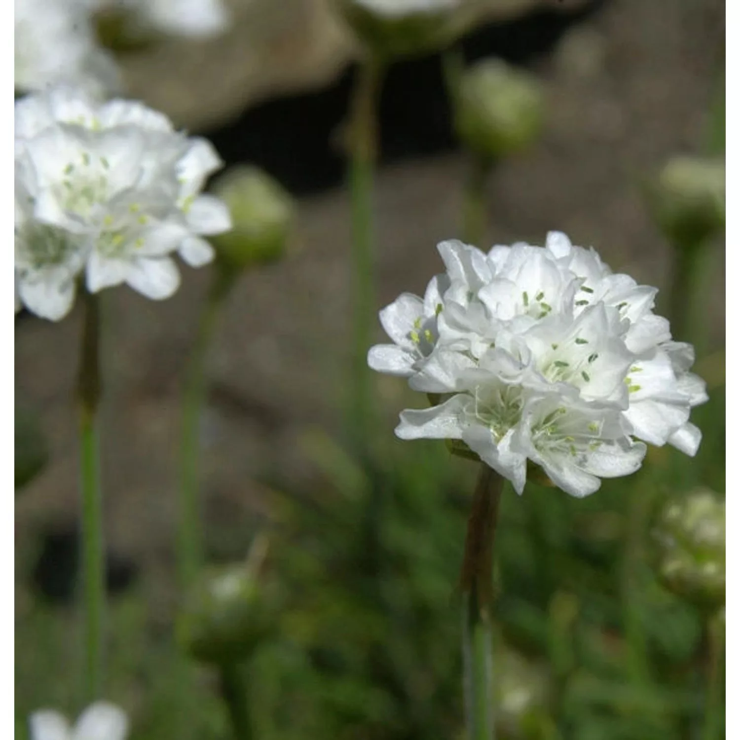 Strandnelke Alba - Armeria maritima günstig online kaufen