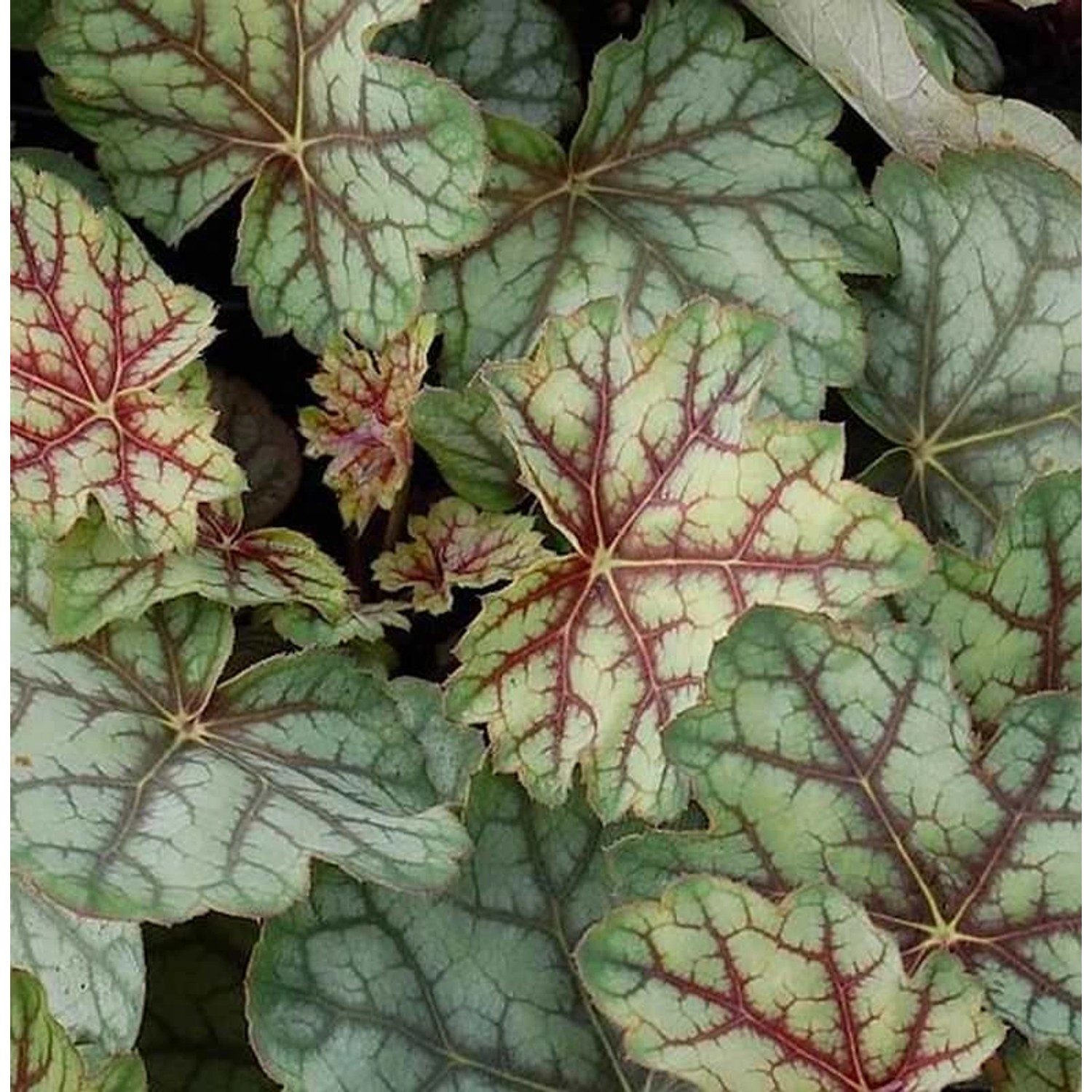 Purpurglöckchen Green Spice - großer Topf - Heuchera americana günstig online kaufen