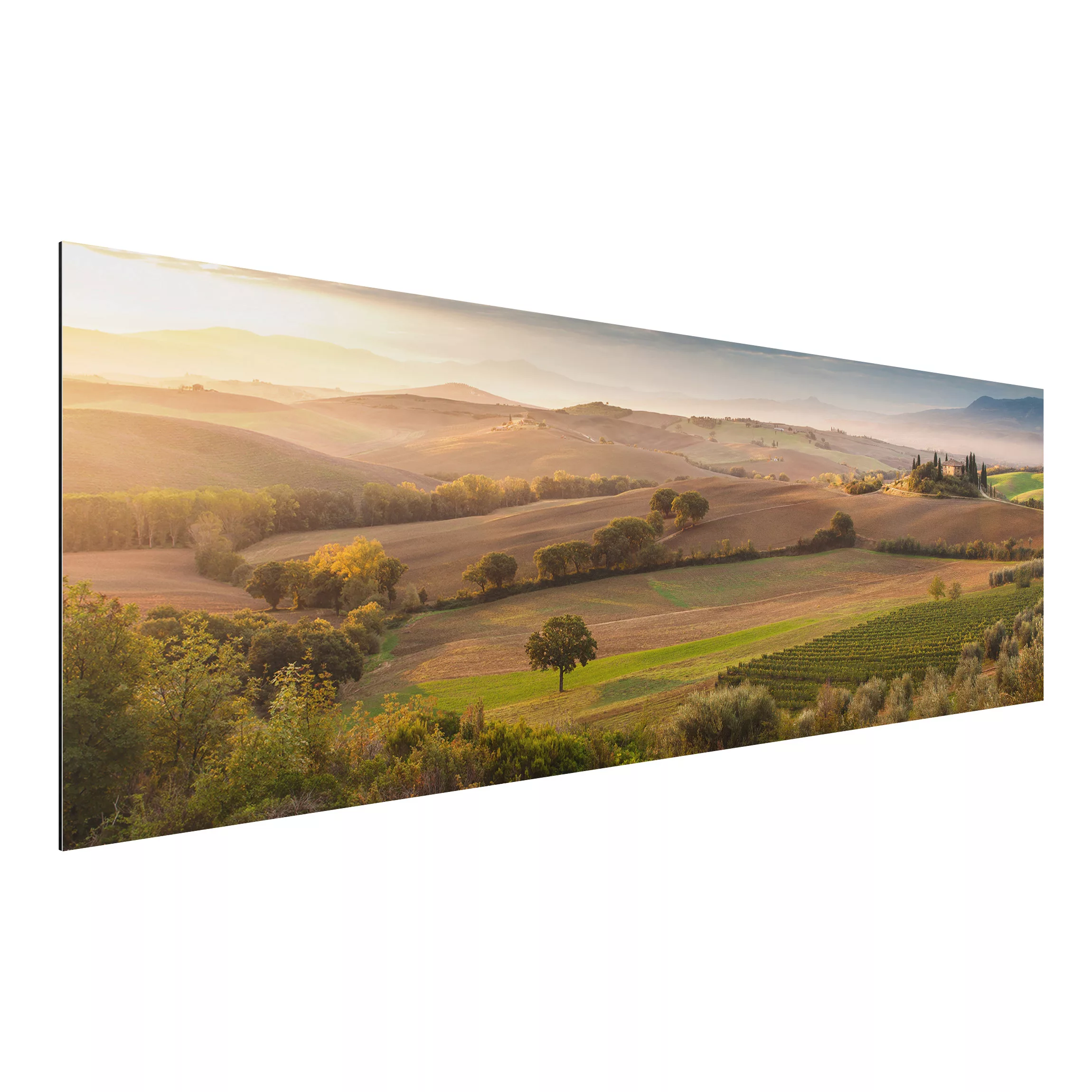Alu-Dibond Bild Natur & Landschaft - Panorama Olivenhain in der Toskana günstig online kaufen