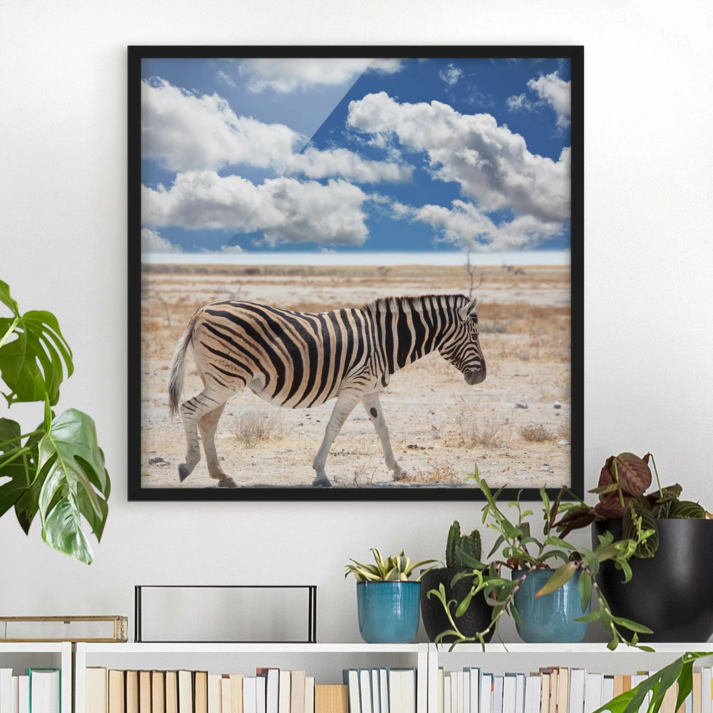 Bild mit Rahmen Tiere - Quadrat Zebra in der Savanne günstig online kaufen