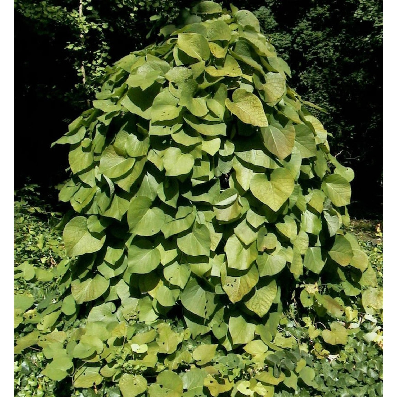 Pfeifenwinde 40-60cm - Aristolochia macrophylla günstig online kaufen