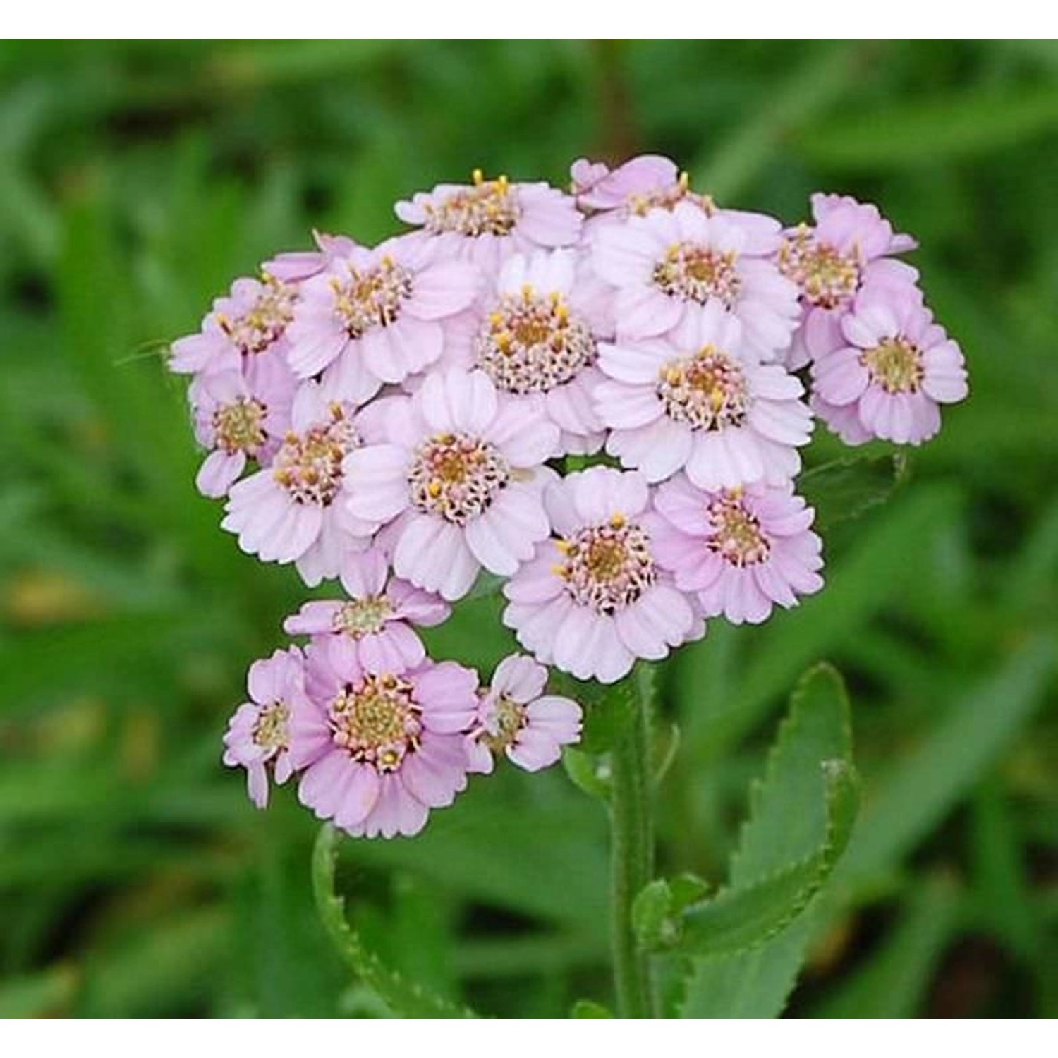 Garten Schafgarbe Love Parade - Achillea sibirica günstig online kaufen