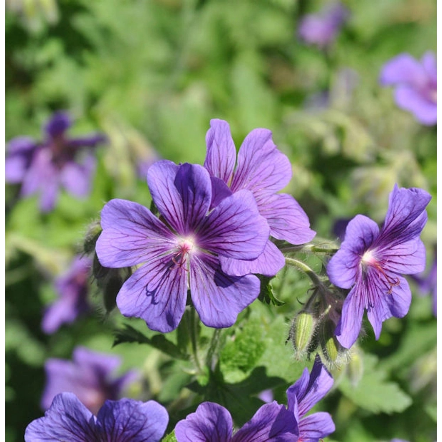 Pracht Storchschnabel - Geranium magnificum günstig online kaufen