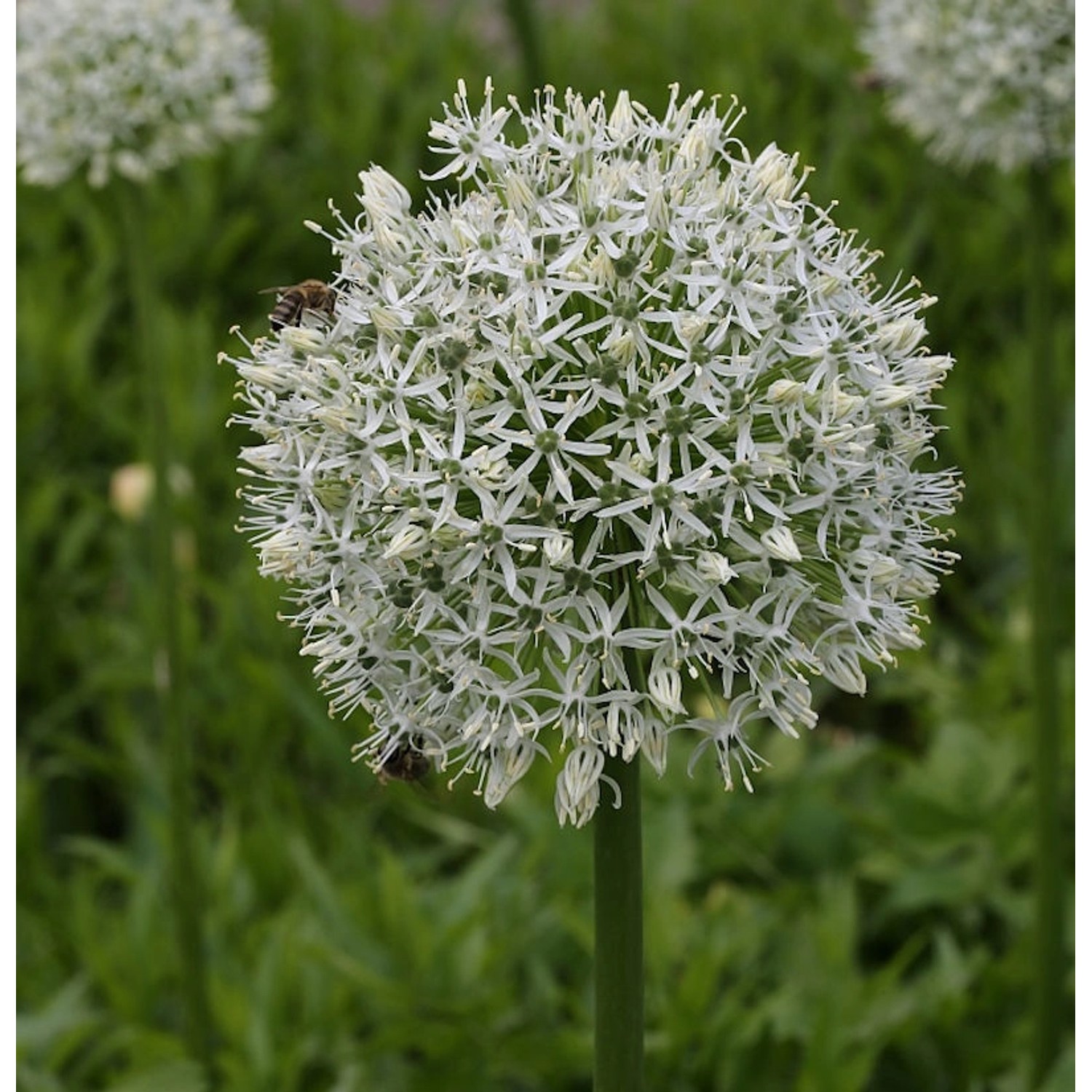 Zierlauch White Giant - Allium stipitatum günstig online kaufen