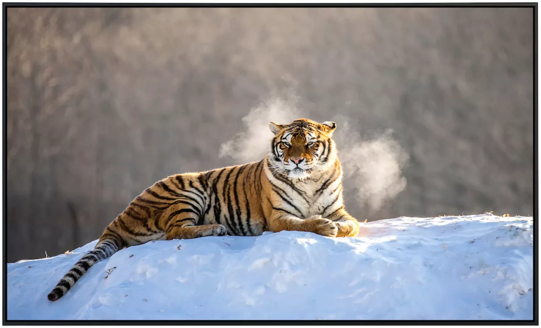 Papermoon Infrarotheizung »Siberain Tiger«, sehr angenehme Strahlungswärme günstig online kaufen