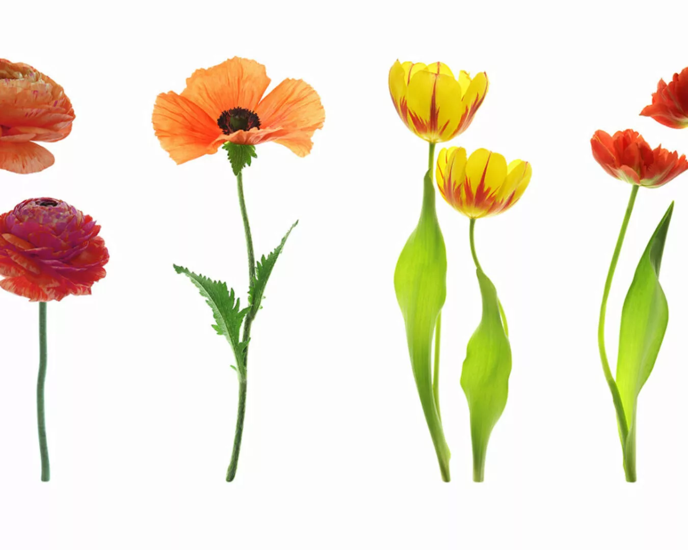 Fototapete "Blumenvielfalt" 4,00x2,50 m / Glattvlies Brillant günstig online kaufen