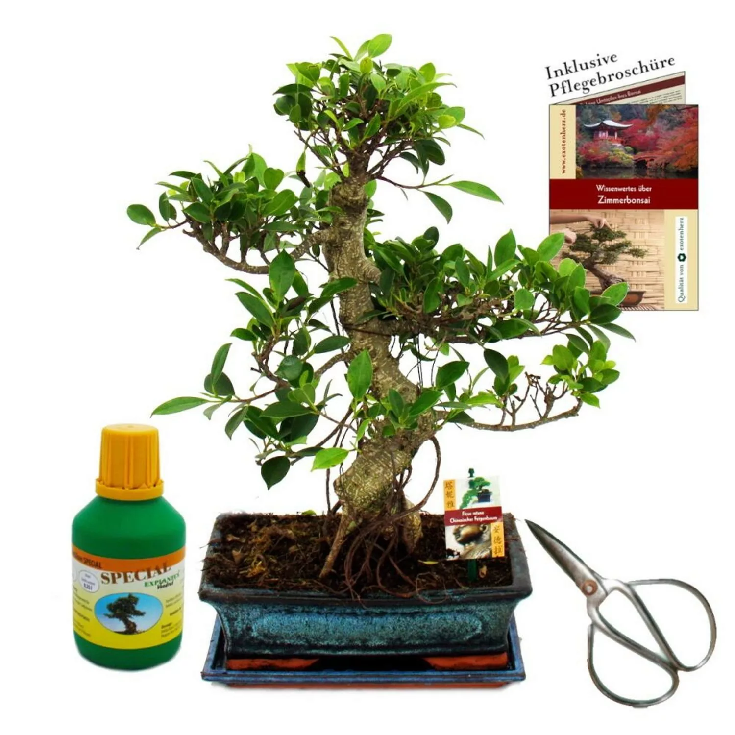 Exotenherz Bonsai Chinenischer Feigenbaum Ficus Retusa ca. 12-15 Jahre 30cm günstig online kaufen