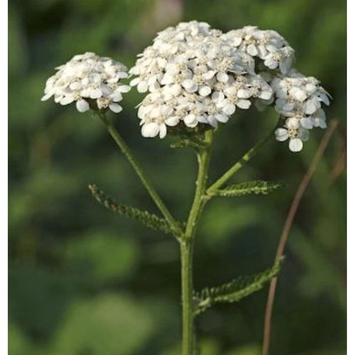 Weiße Schafgarbe - Achillea millefolium günstig online kaufen