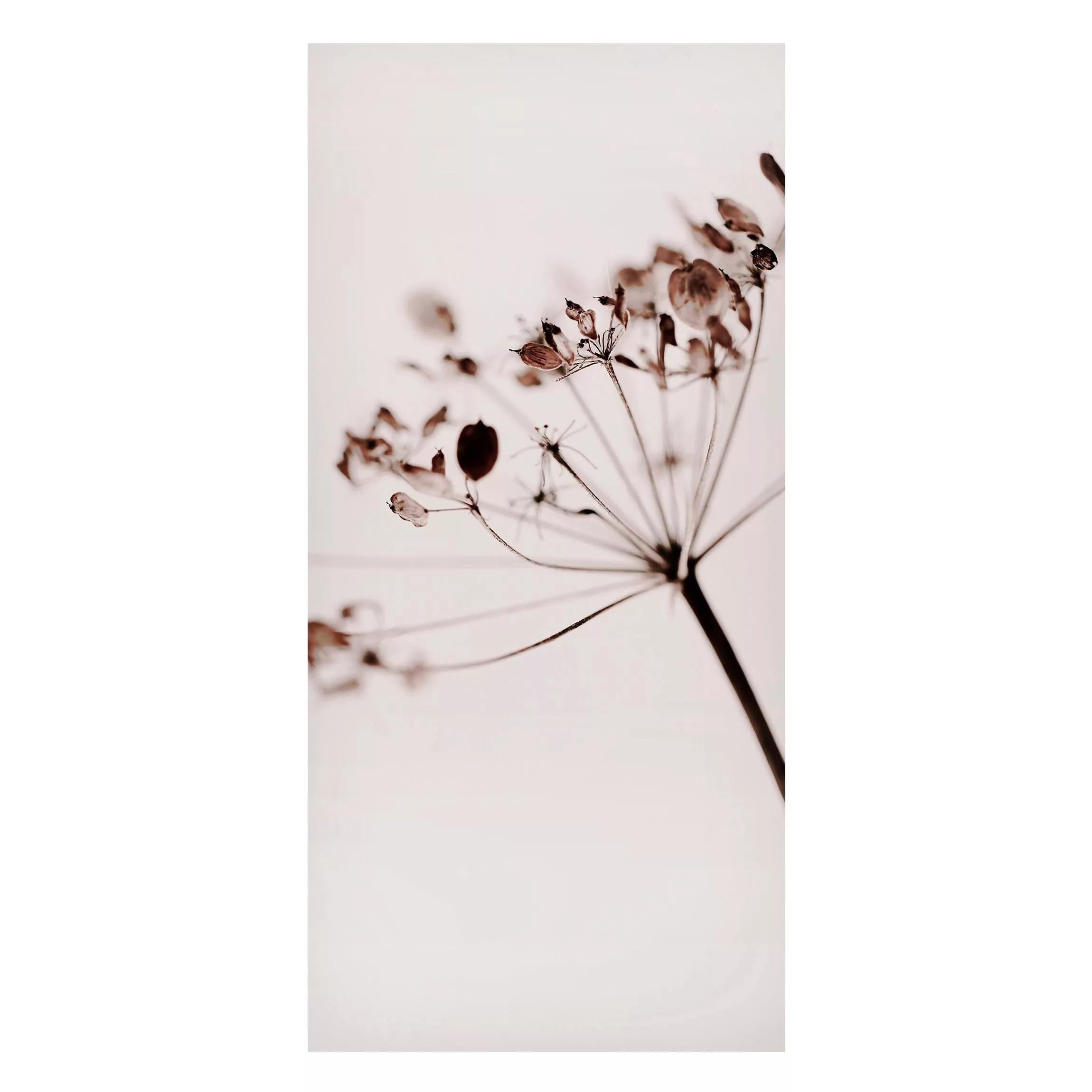 Magnettafel Makroaufnahme Trockenblume im Schatten günstig online kaufen