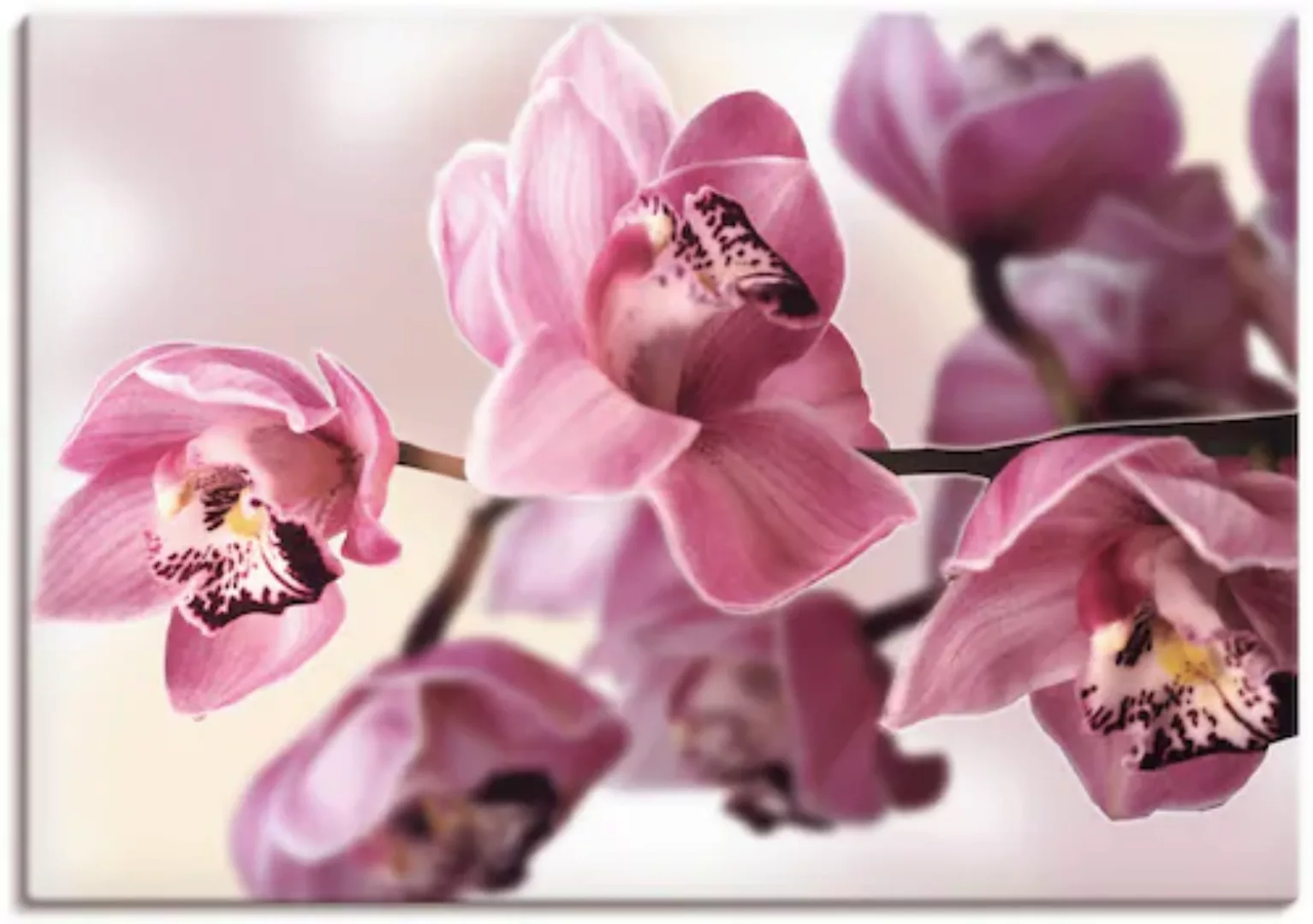 Artland Wandbild »Rosa Orchidee«, Blumenbilder, (1 St.) günstig online kaufen