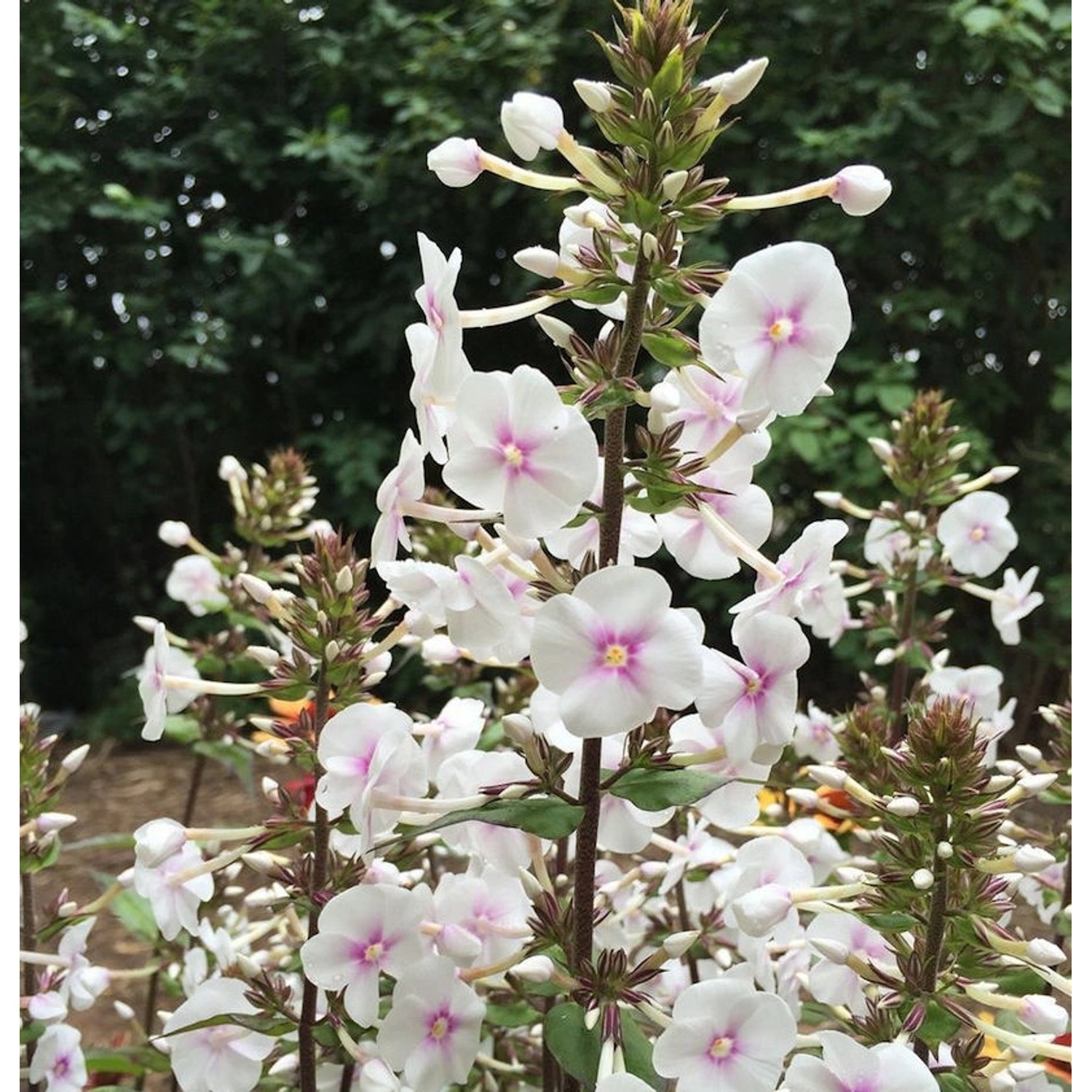 Wiesen Flammenblume Omega - Phlox Maculata günstig online kaufen