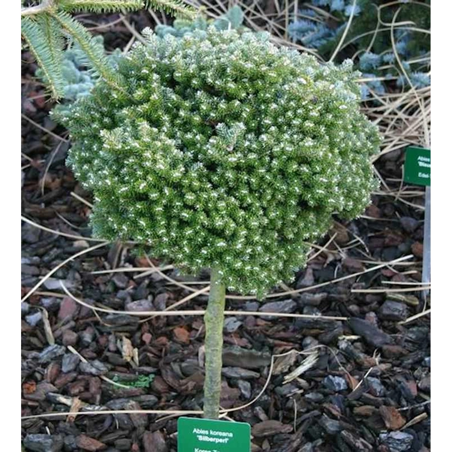 Hochstamm Koreatanne Silberperl 40-60cm - Abies koreana günstig online kaufen