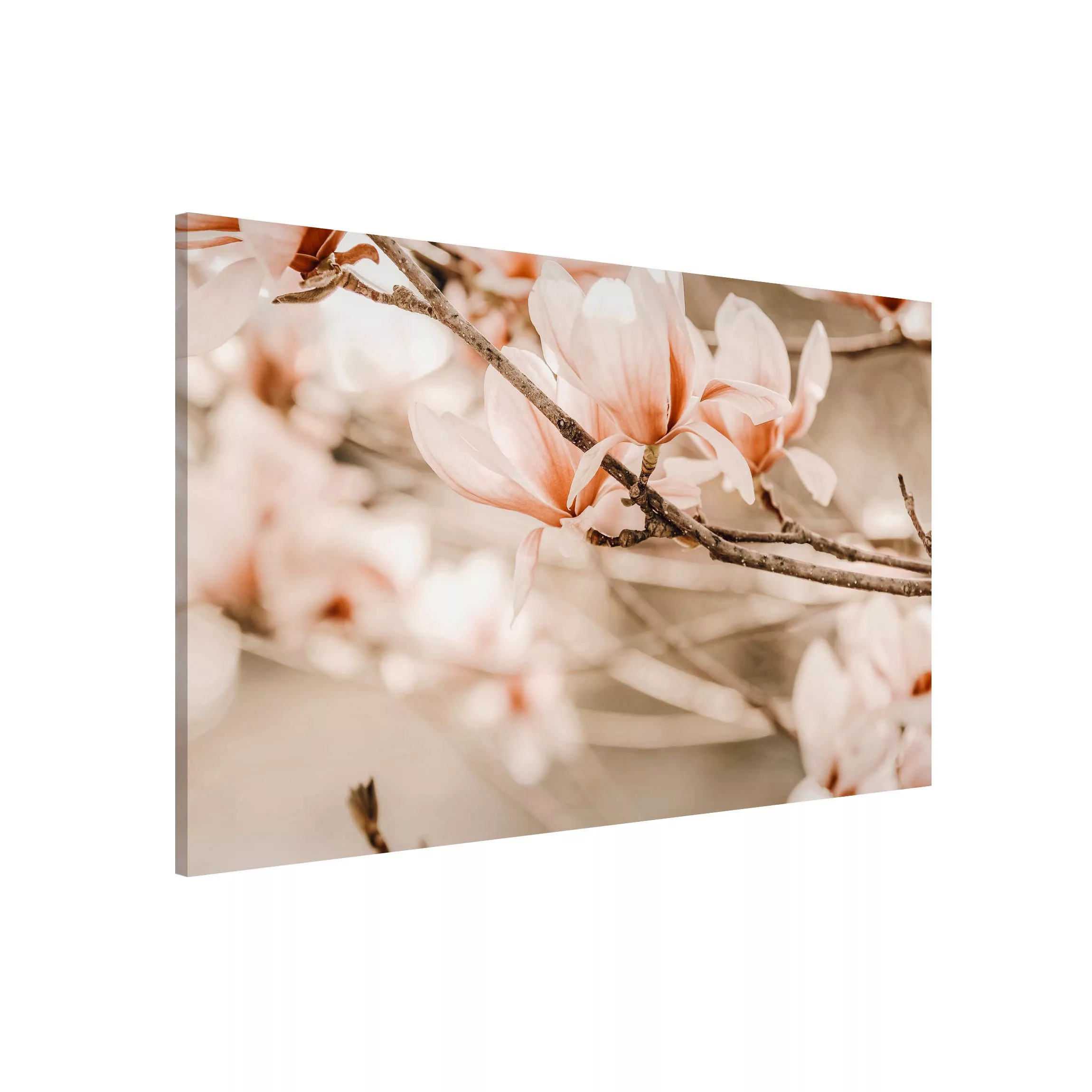 Magnettafel Magnolienzweige im Vintagestil günstig online kaufen