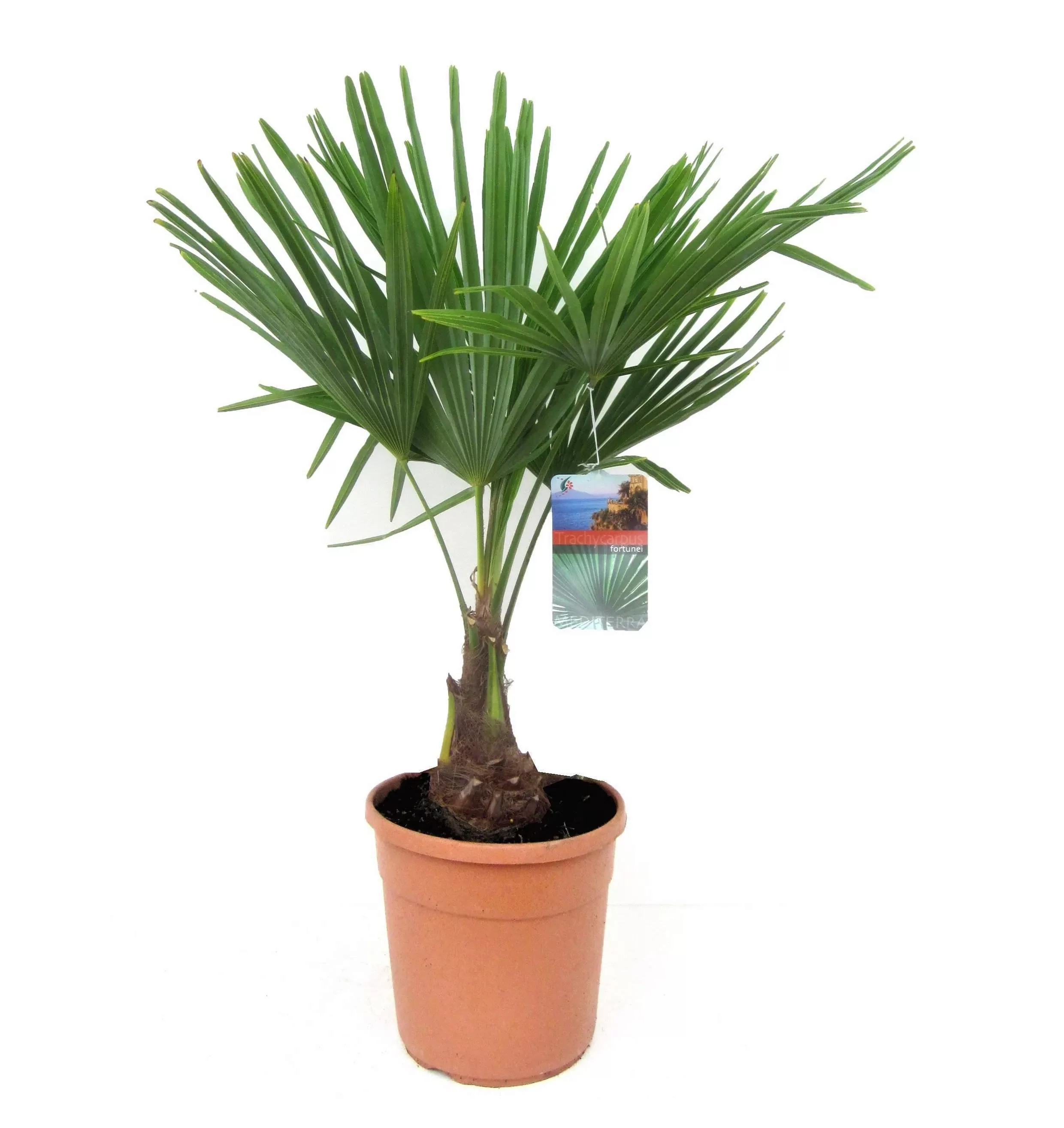 Perfect Plant | Asiatische Fächerpalme Trachycarpus Fortunei günstig online kaufen