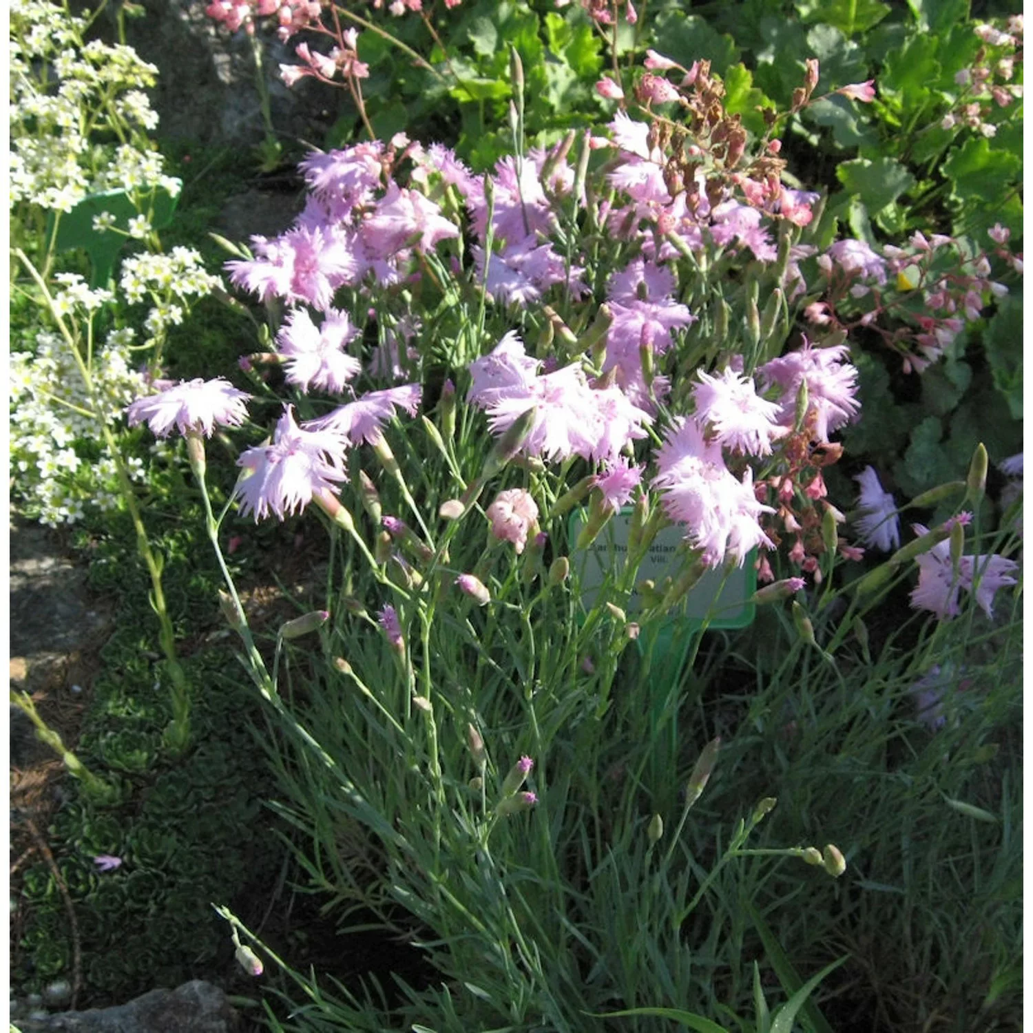 Pfingstnelke Whatfield Wisp - Dianthus gratianopolitanus günstig online kaufen