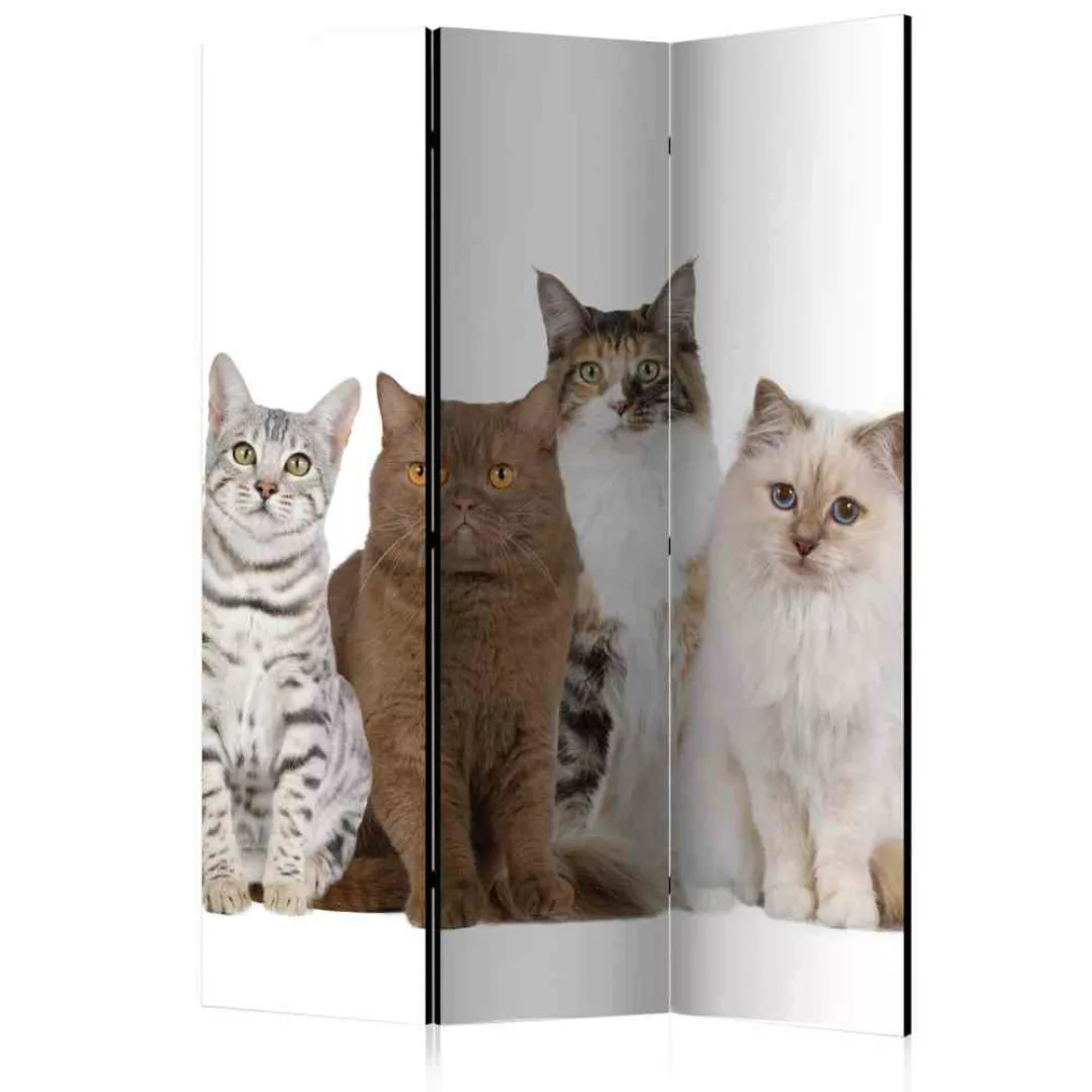 Fotodruck Paravent mit Katzen Motiv modern günstig online kaufen