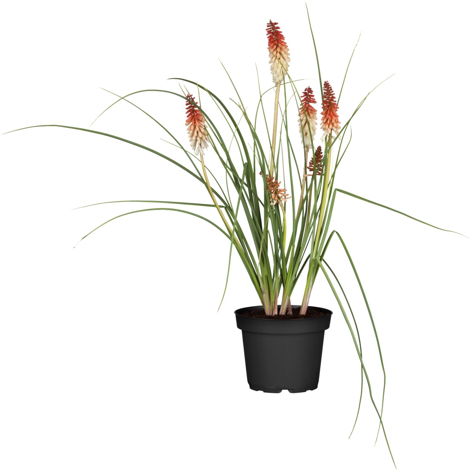 GROW by OBI Garten-Fackellilie Orange Topf-Ø ca. 9 cm x 9 cm Kniphofia günstig online kaufen